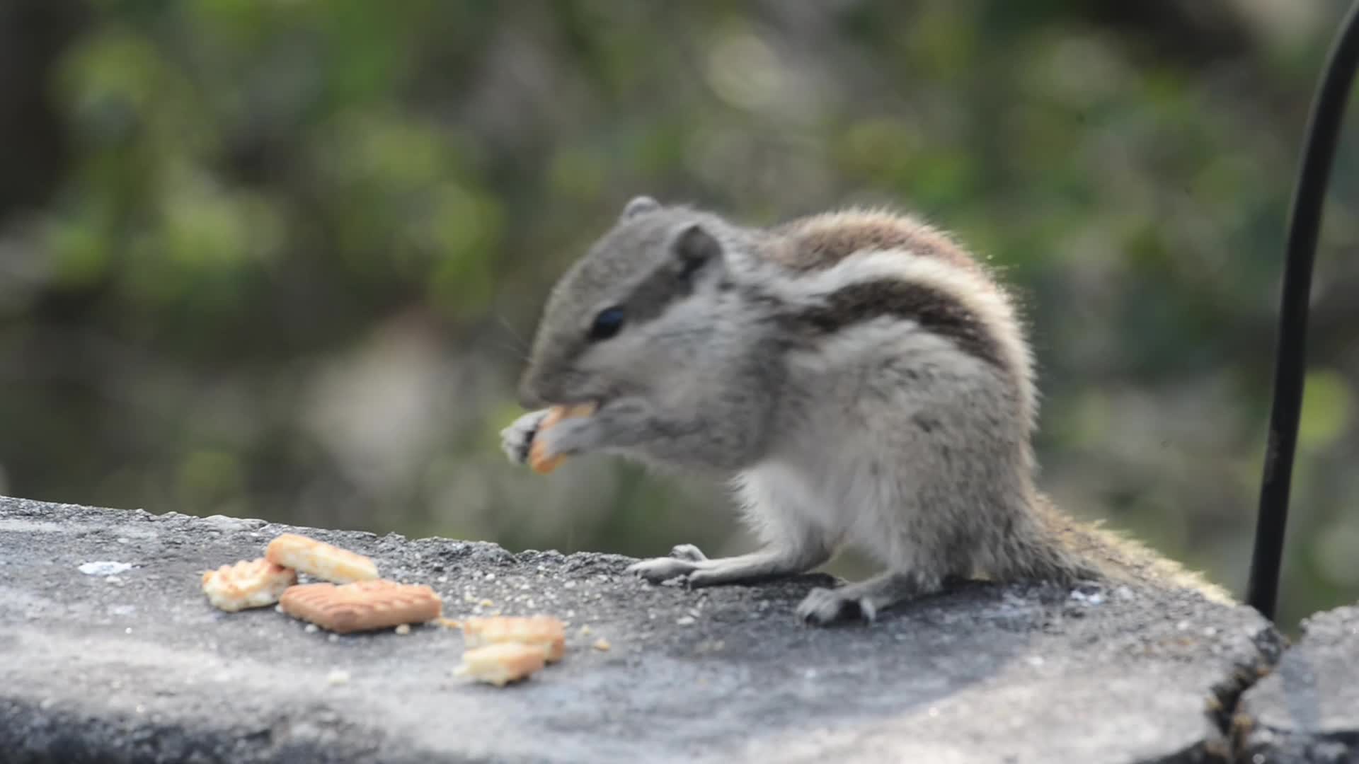 Squirrel eats Biscuits
