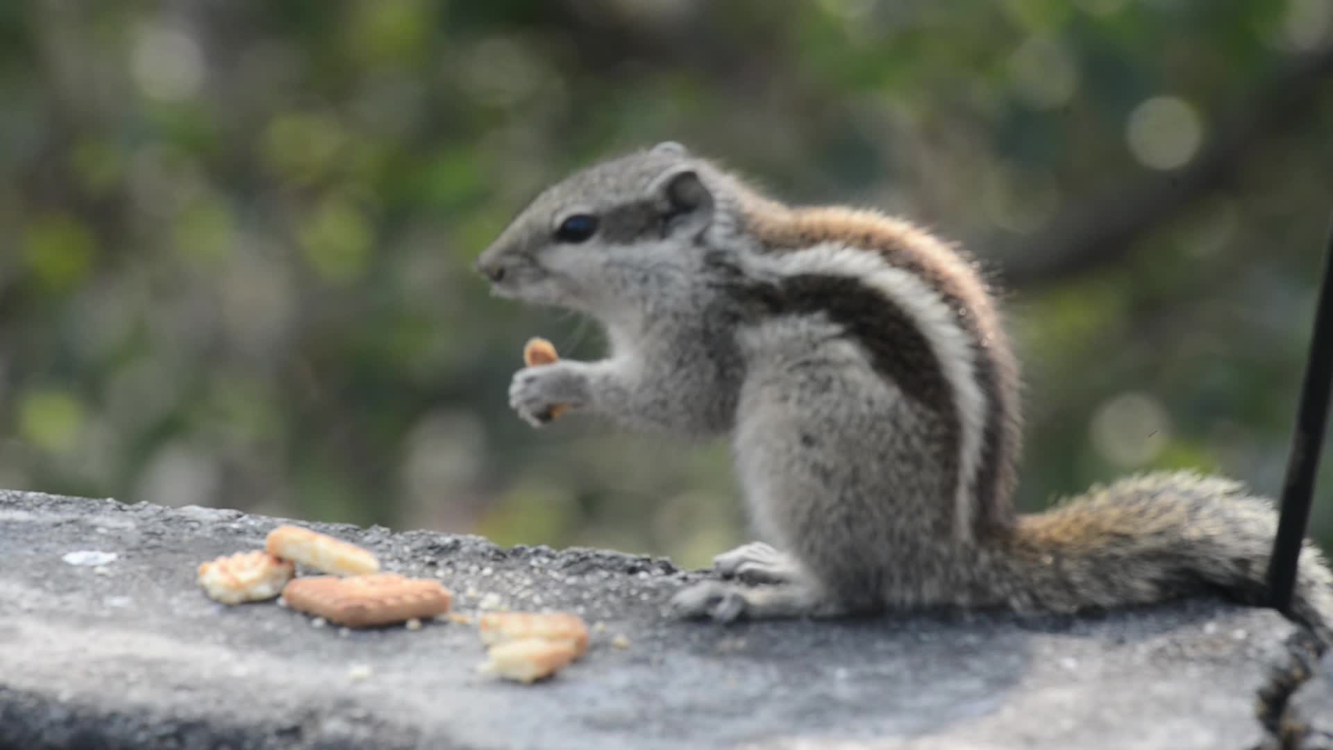 Squirrel eats Biscuits