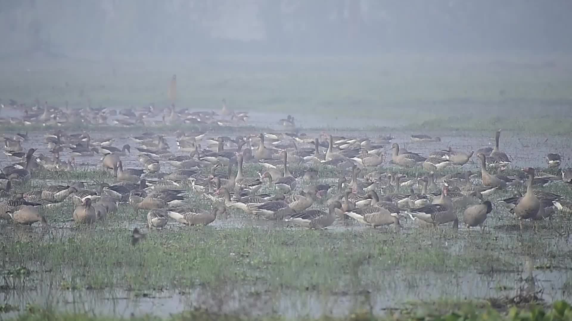 Migratory greylag geese in India 