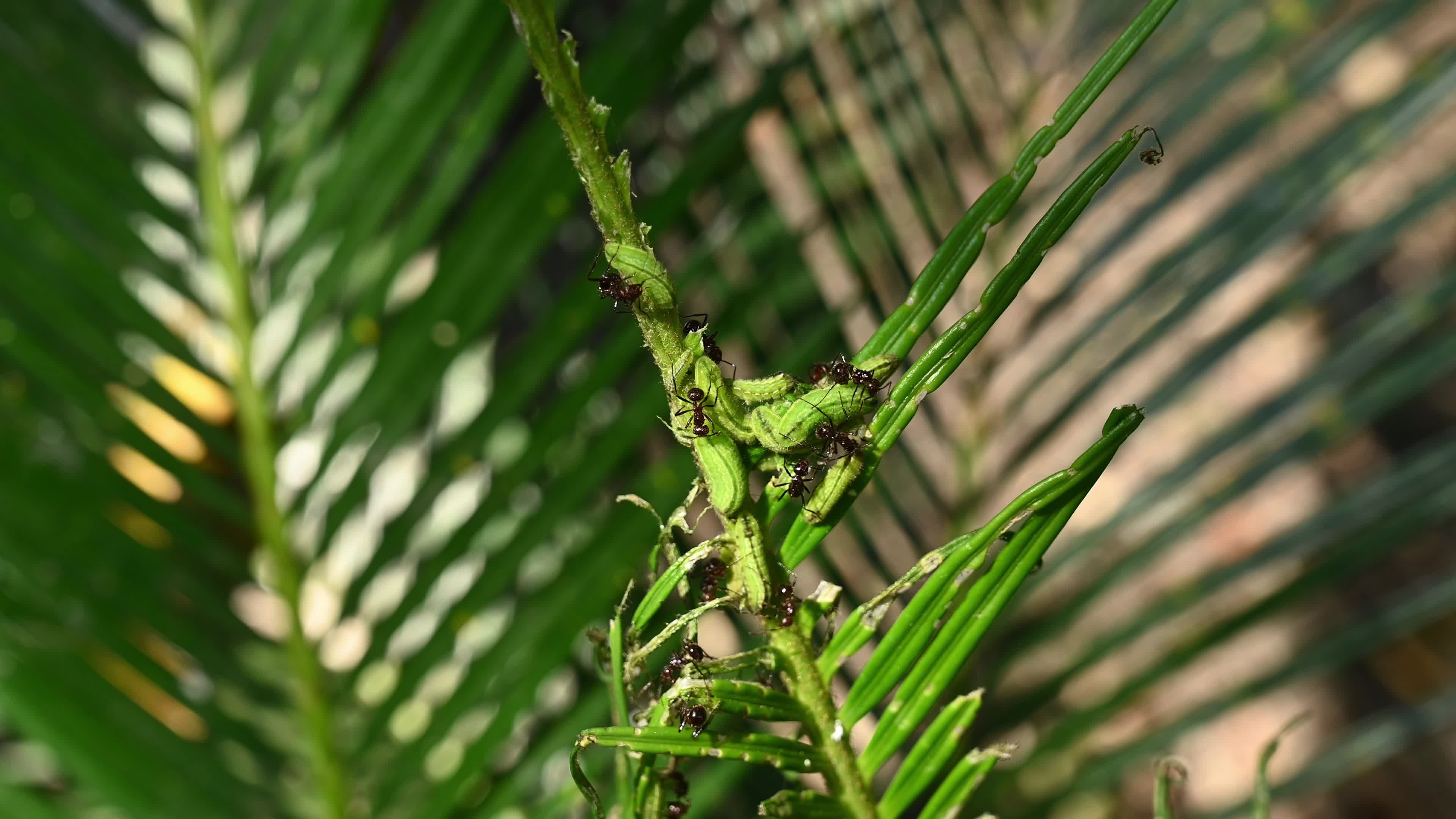 Cycad Blue Butterfly (Luthrodes pandava) Caterpillar - Cycas Pest - Defoliator