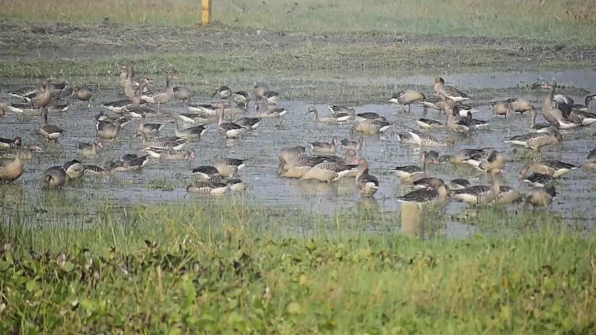 Migratory greylag geese in India 