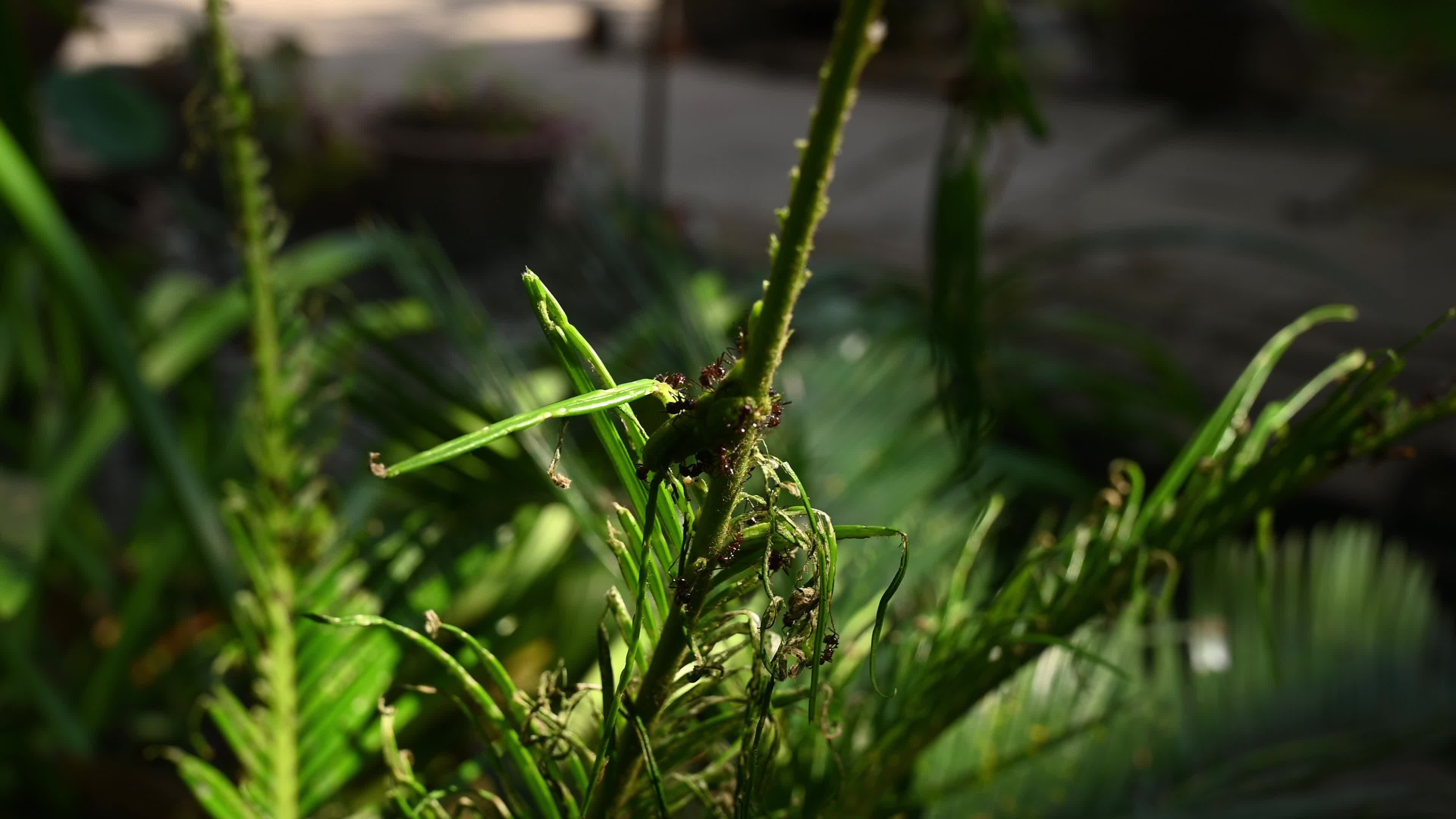 Cycad Blue Butterfly (Luthrodes pandava) Caterpillar - Cycas Pest - Defoliator
