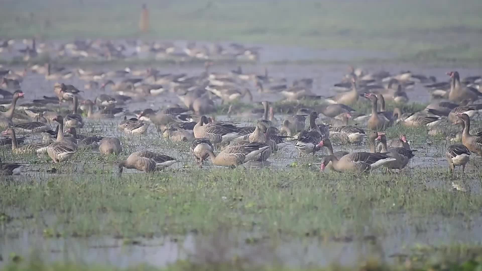 Migratory greylag geese in India 