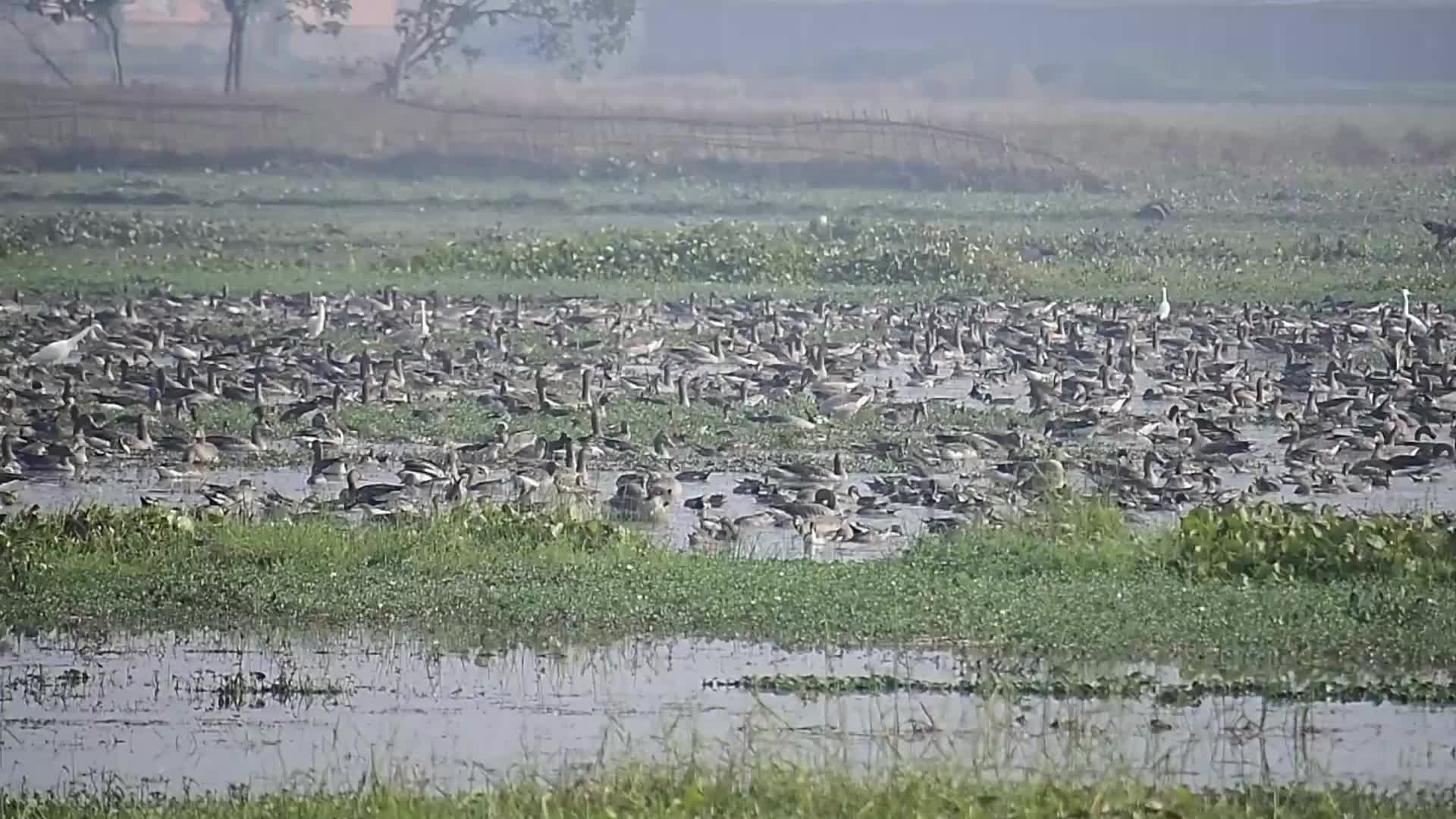 Migratory greylag geese in India 