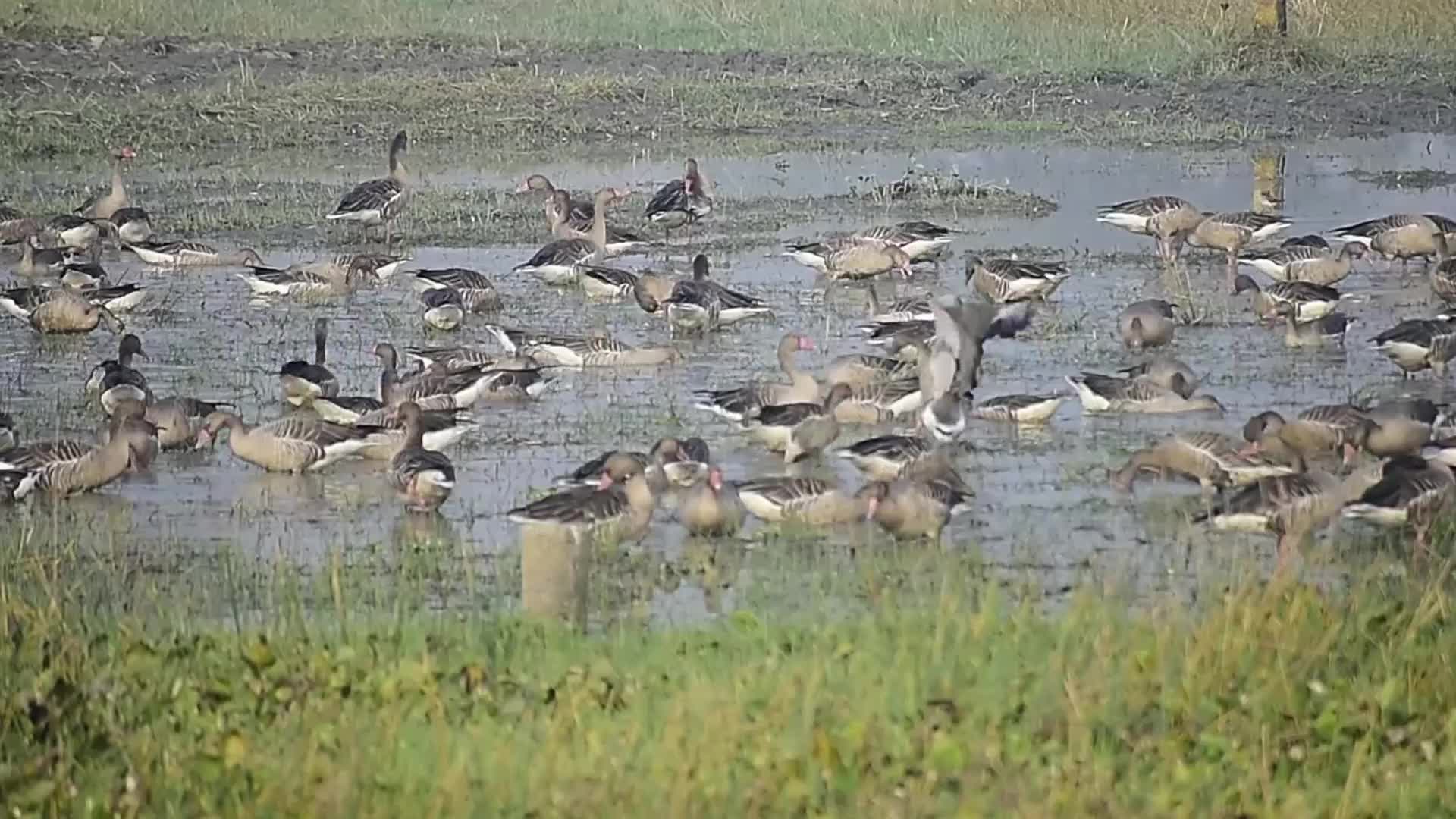 Migratory greylag geese in India 