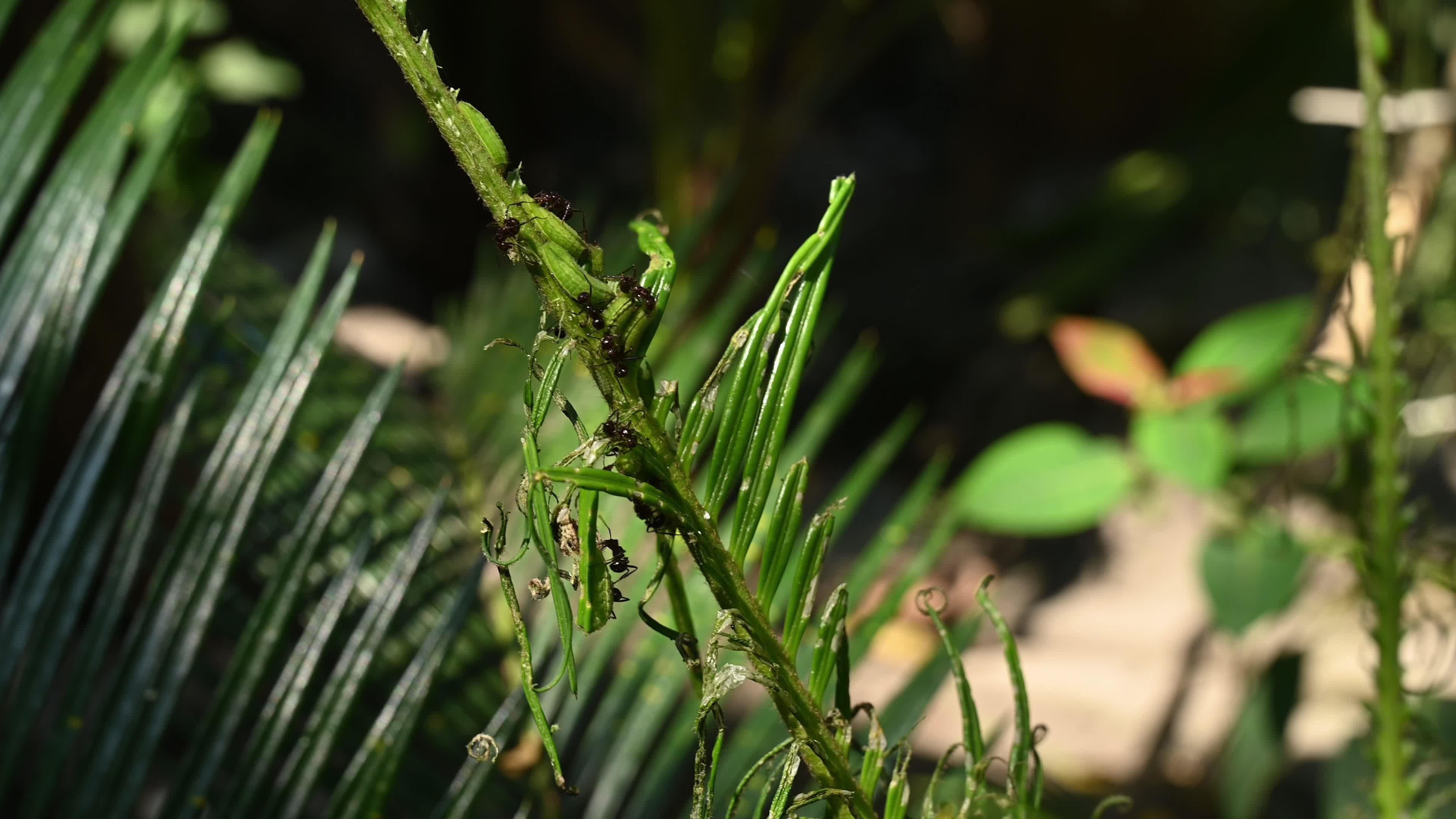 Cycad Blue Butterfly (Luthrodes pandava) Caterpillar - Cycas Pest - Defoliator