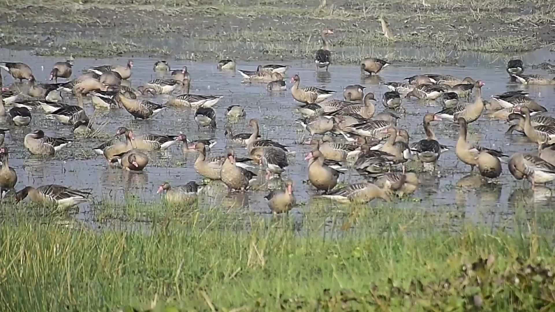 Migratory greylag geese in India 
