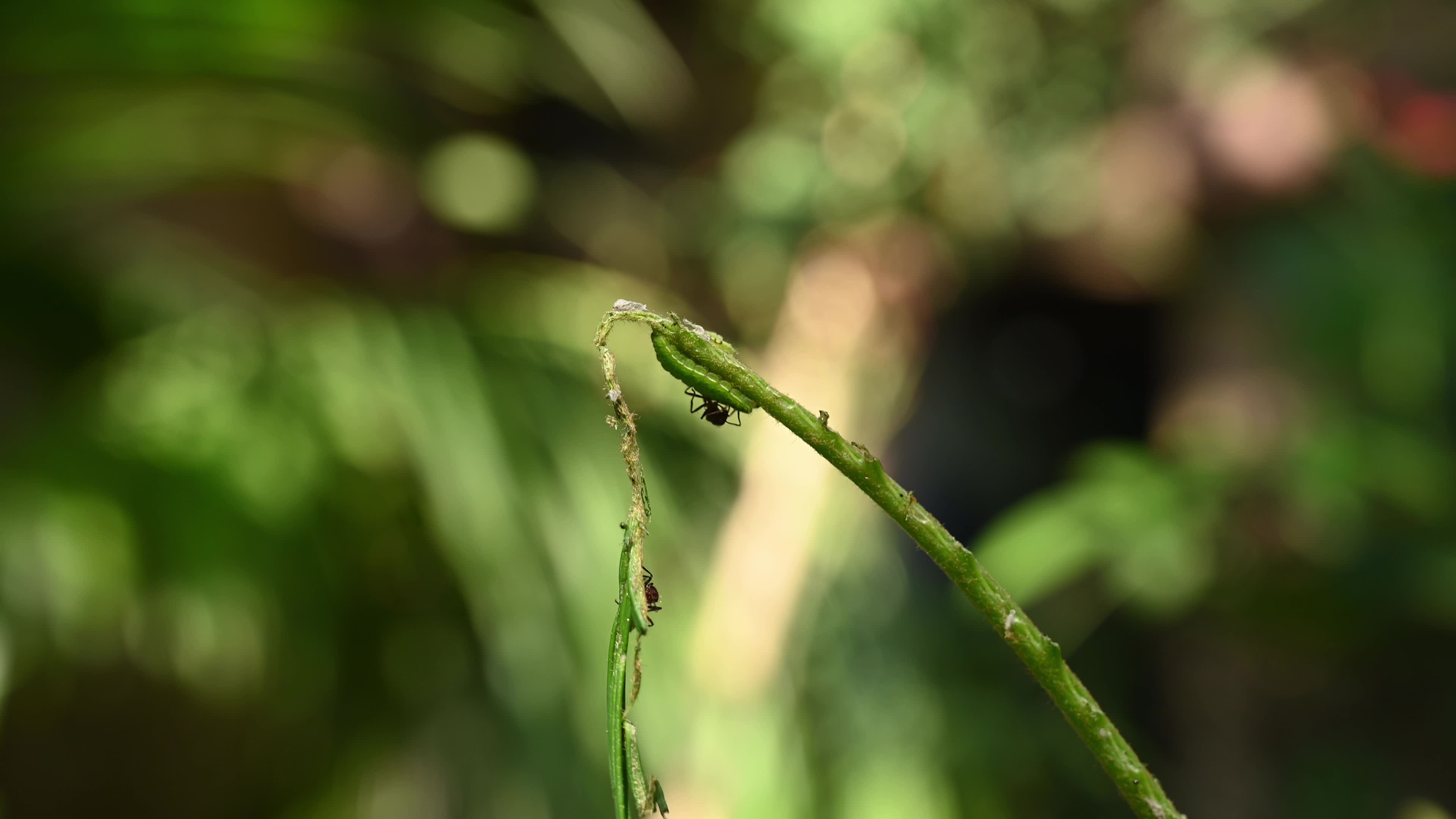Cycad Blue Butterfly (Luthrodes pandava) Caterpillar - Cycas Pest - Defoliator