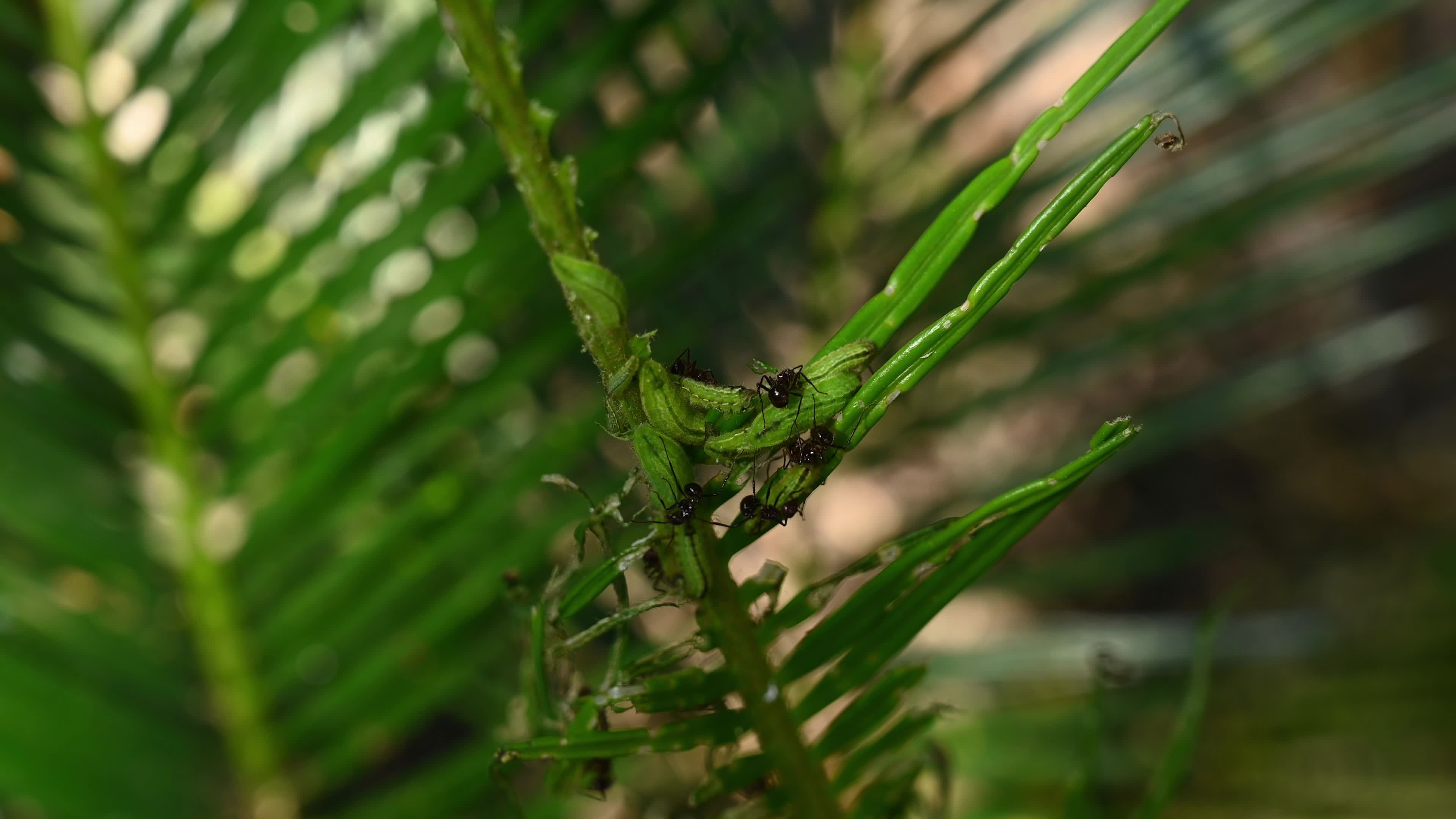 Cycad Blue Butterfly (Luthrodes pandava) Caterpillar - Cycas Pest - Defoliator