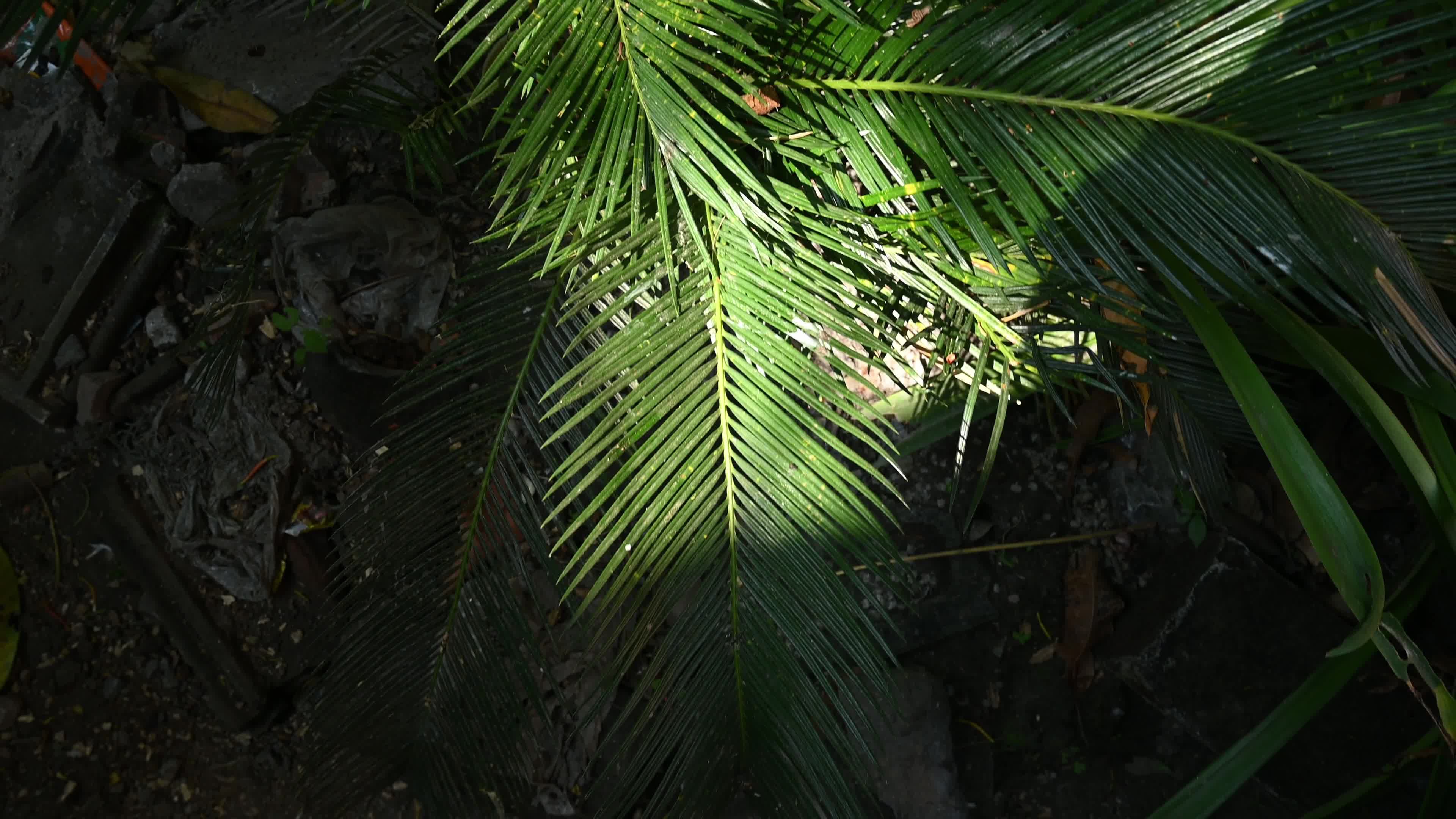 Cycad Blue Butterfly (Luthrodes pandava) Caterpillar - Cycas Pest - Defoliator