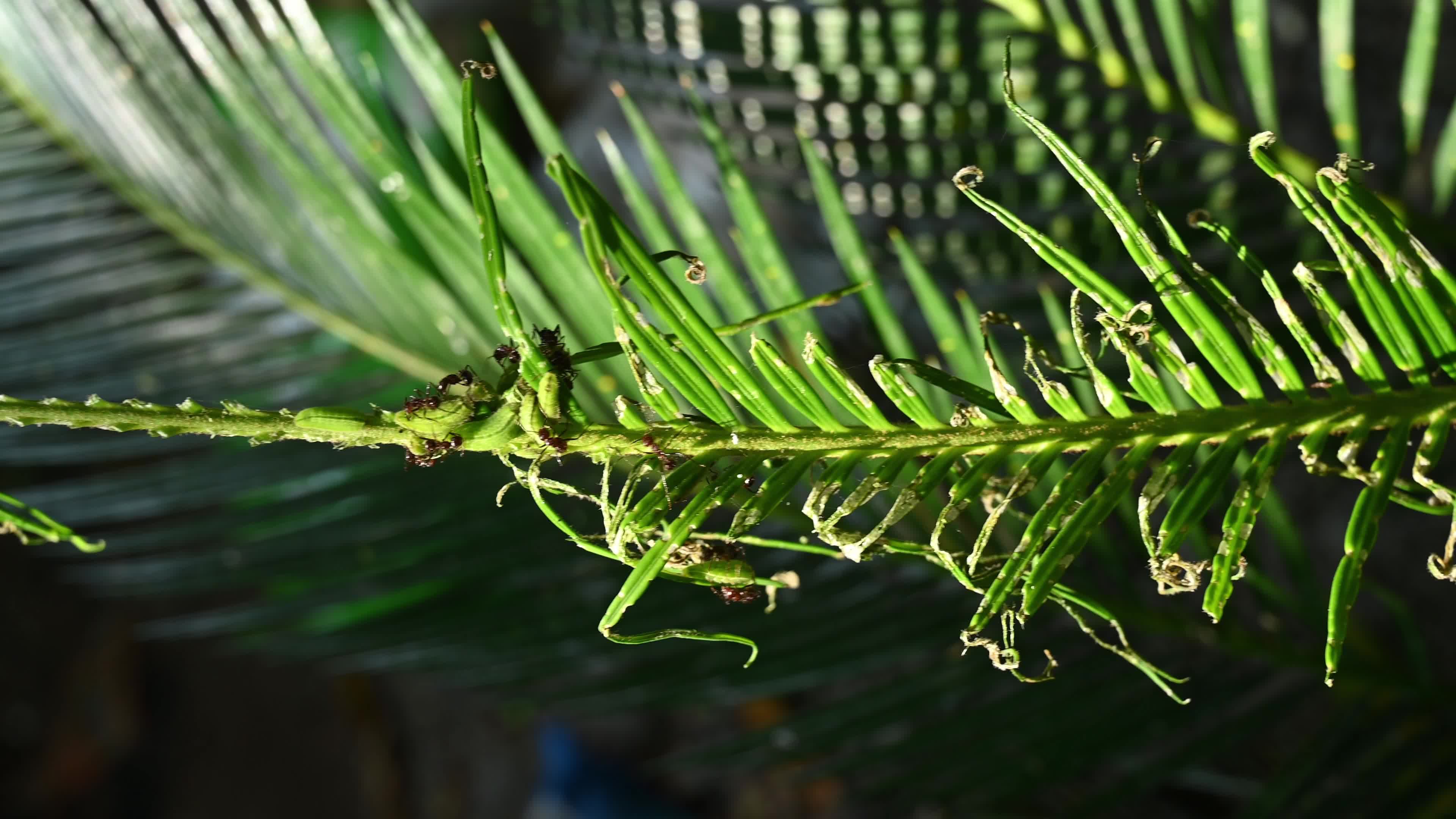 Cycad Blue Butterfly (Luthrodes pandava) Caterpillar - Cycas Pest - Defoliator