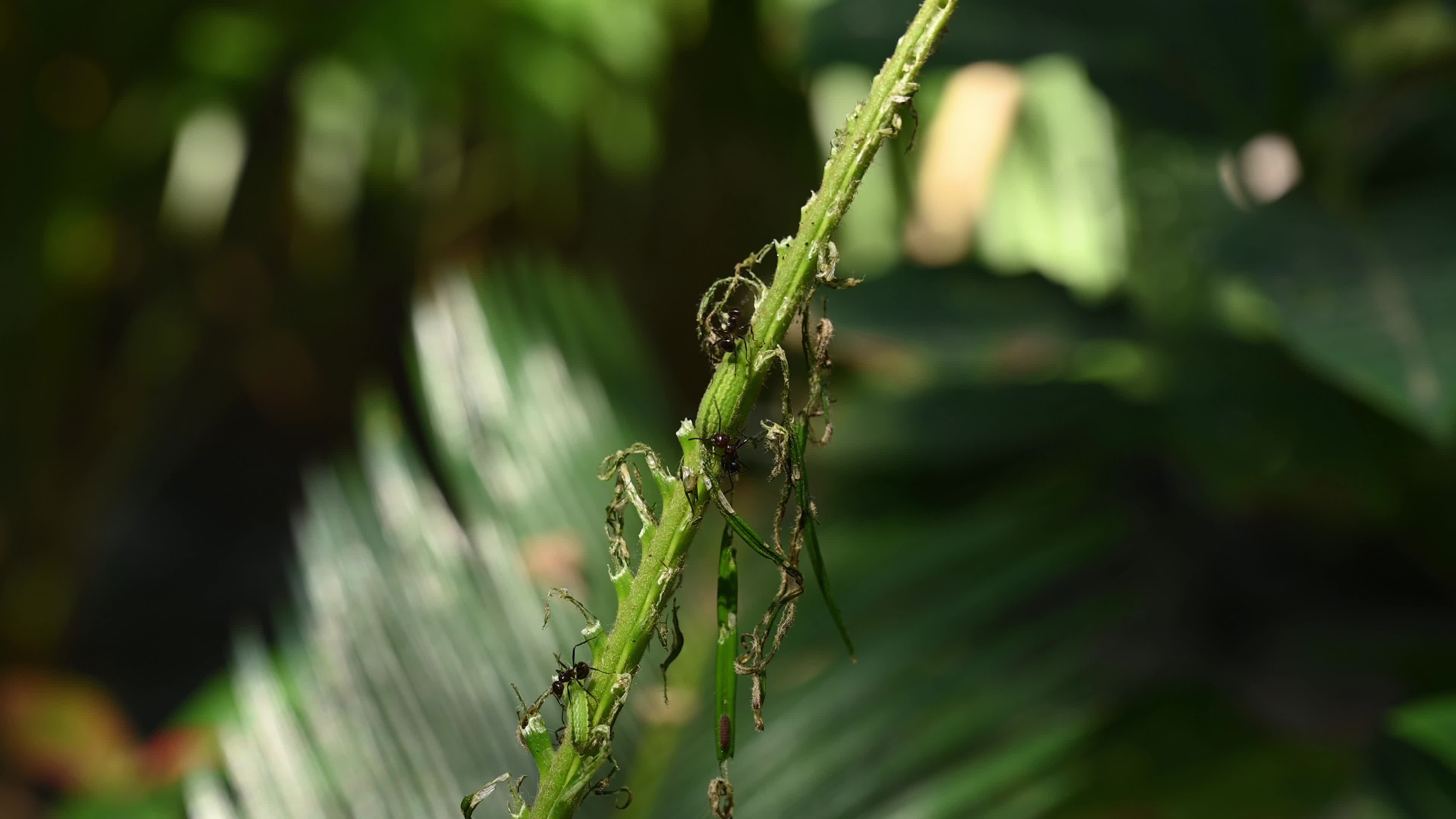 Cycad Blue Butterfly (Luthrodes pandava) Caterpillar - Cycas Pest - Defoliator