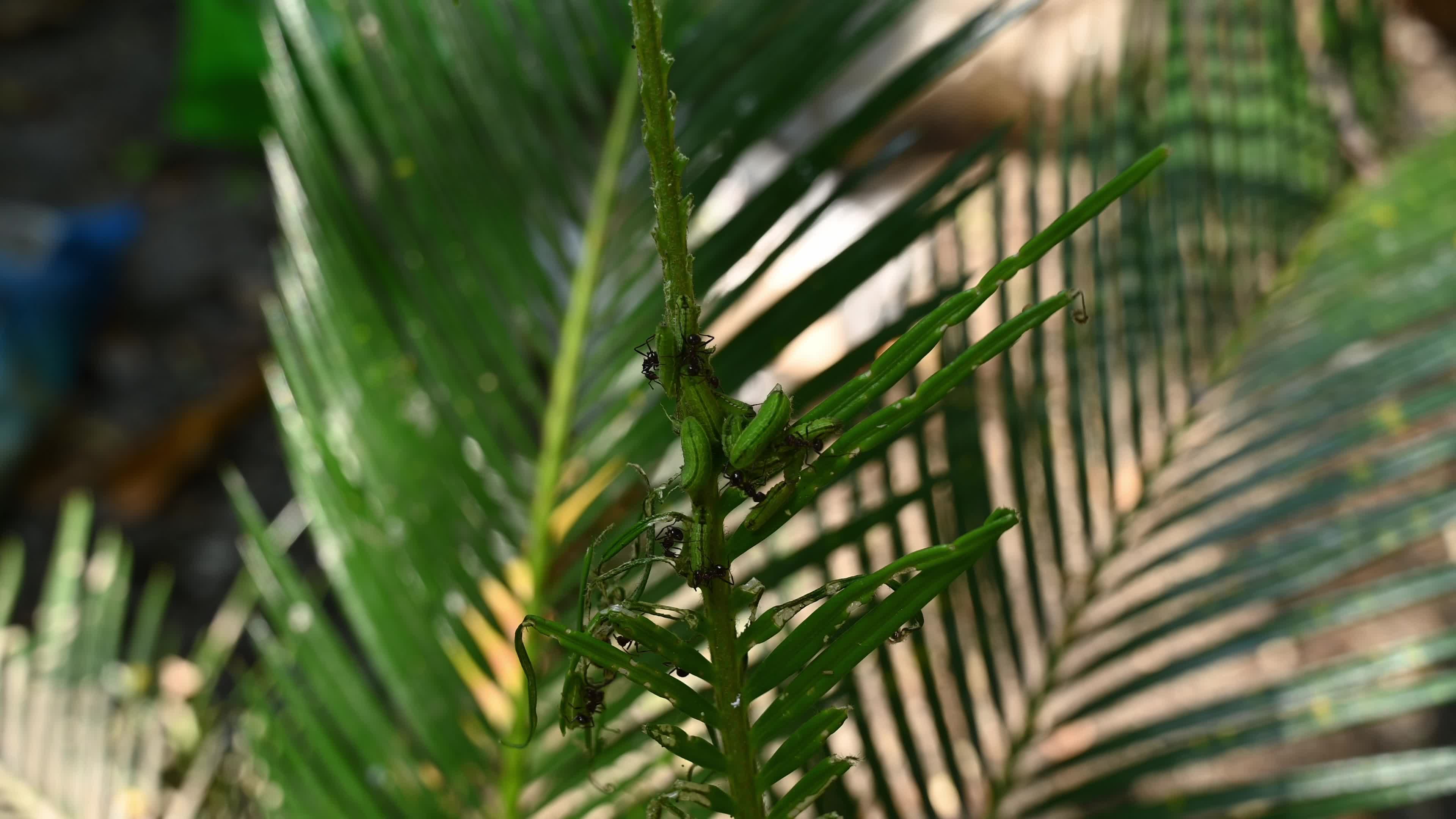 Cycad Blue Butterfly (Luthrodes pandava) Caterpillar - Cycas Pest - Defoliator