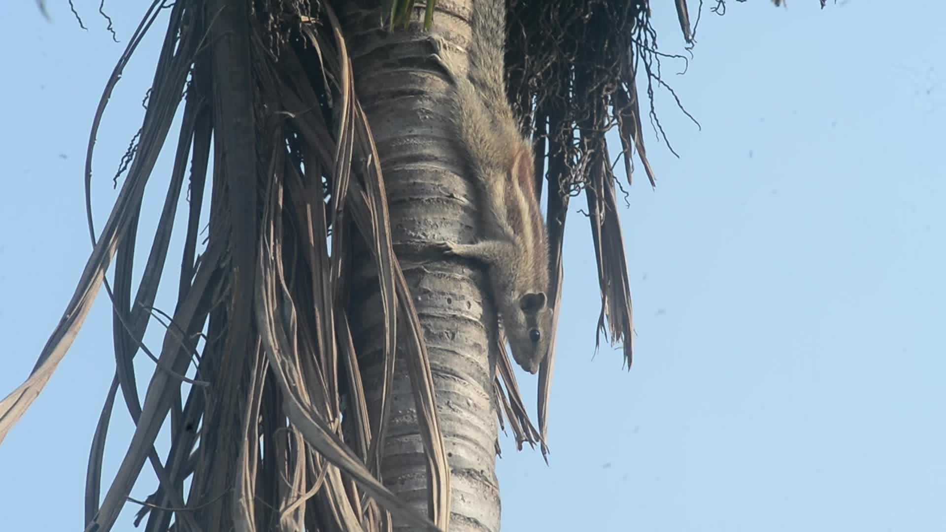Squirrel eats Betel nut or Areca nuts