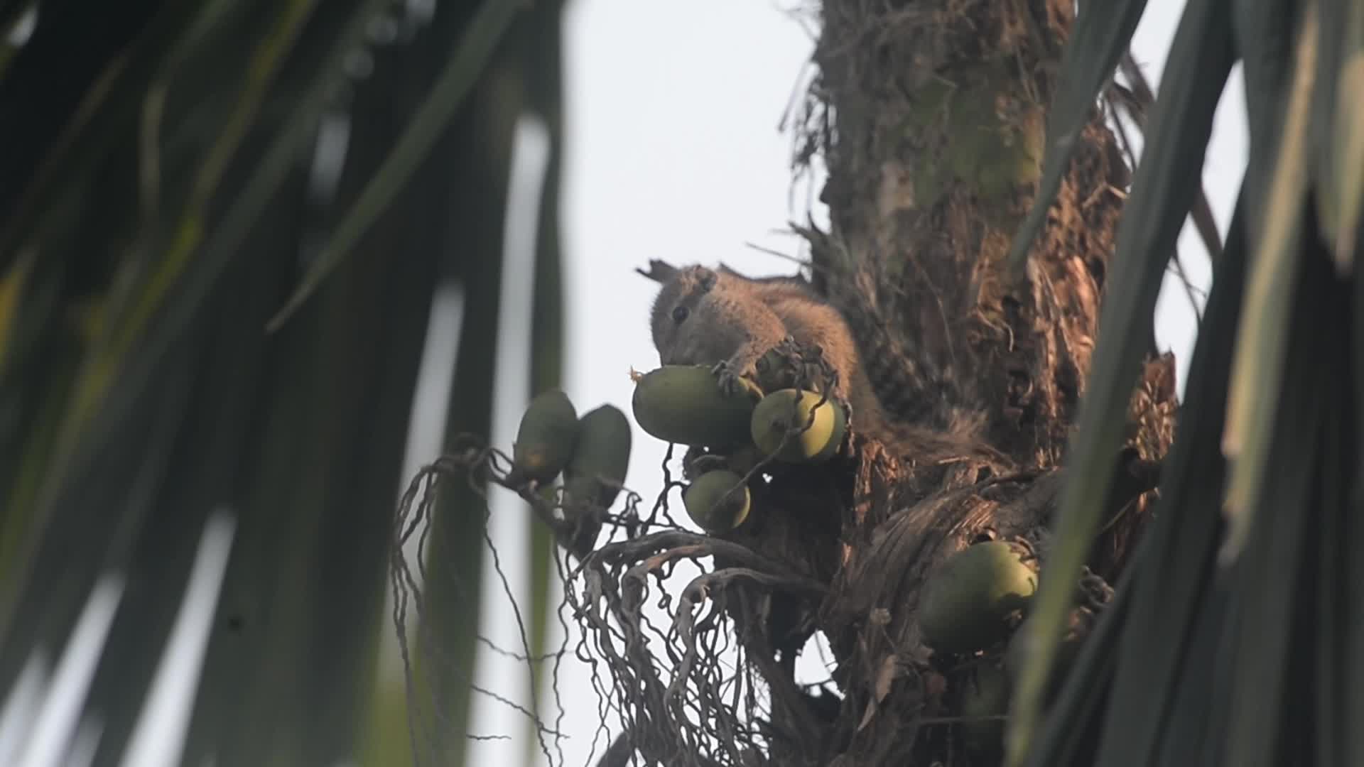 Squirrel eats Betel nut or Areca nuts