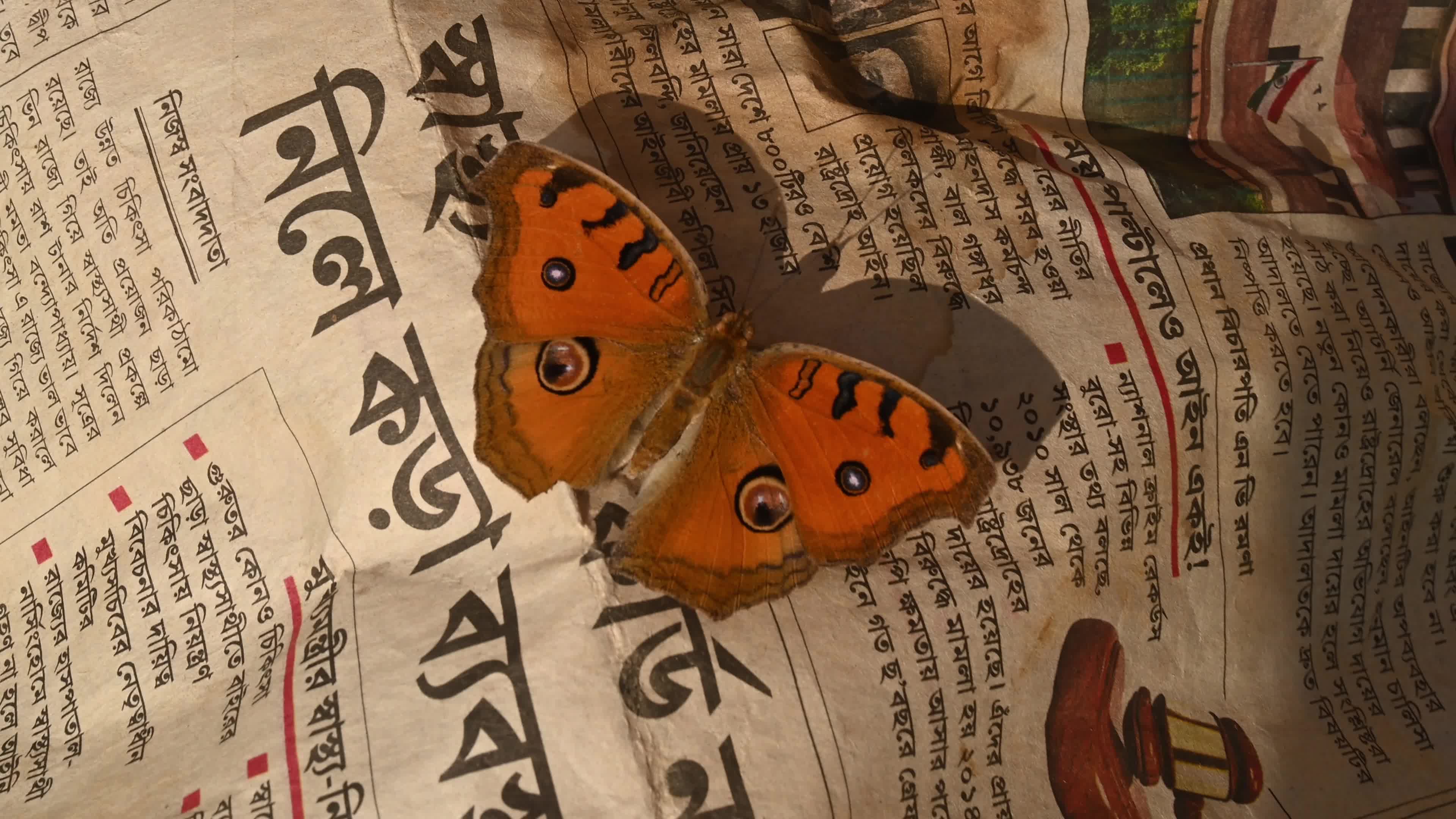 Peacock Pansy butterflies (Junonia almana) sitting on newspaper - Winter Season 