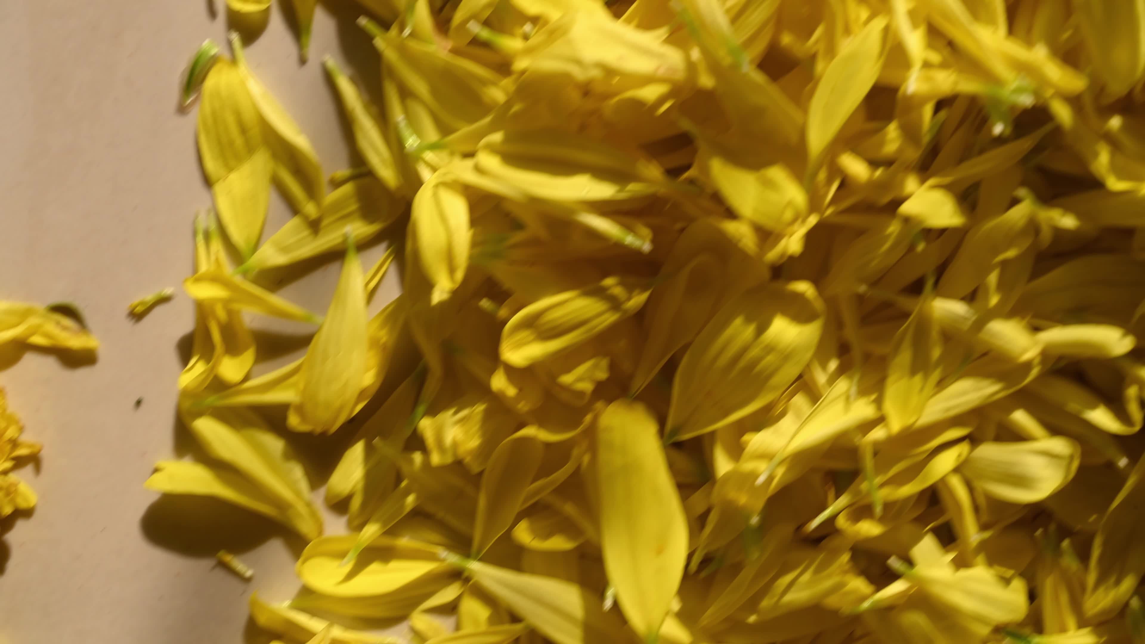 Yellow chrysanthemums - Rangoli - New year - 2026 