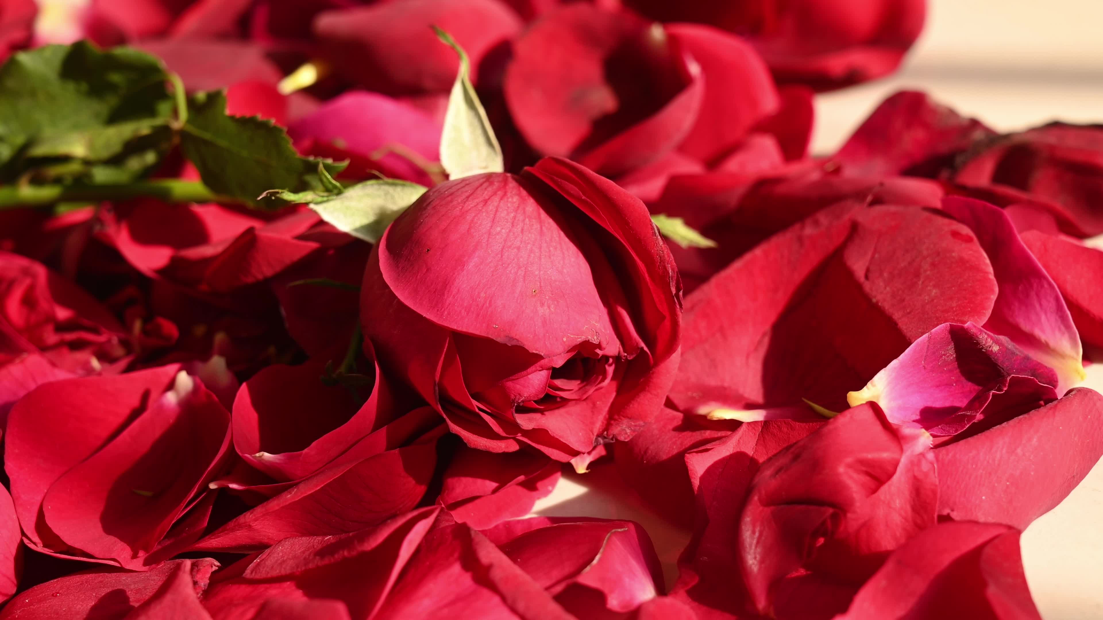 Red rose - Rangoli - New year - 2026 - Love 