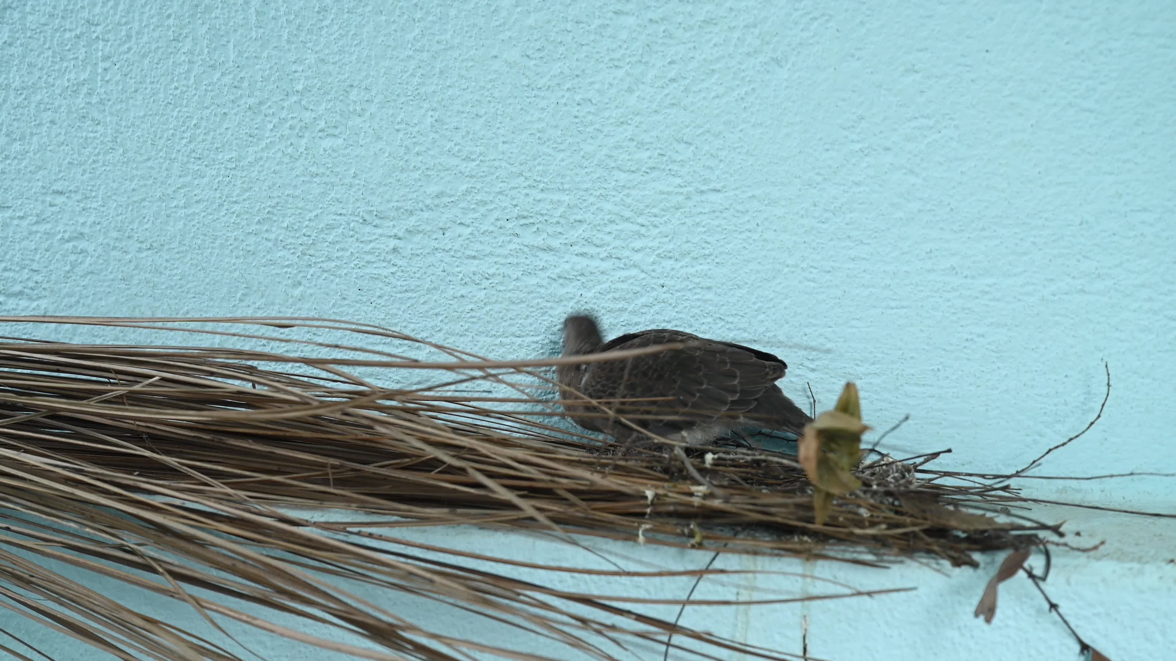 Spotted dove (Spilopelia chinensis) - Egg to Development 
