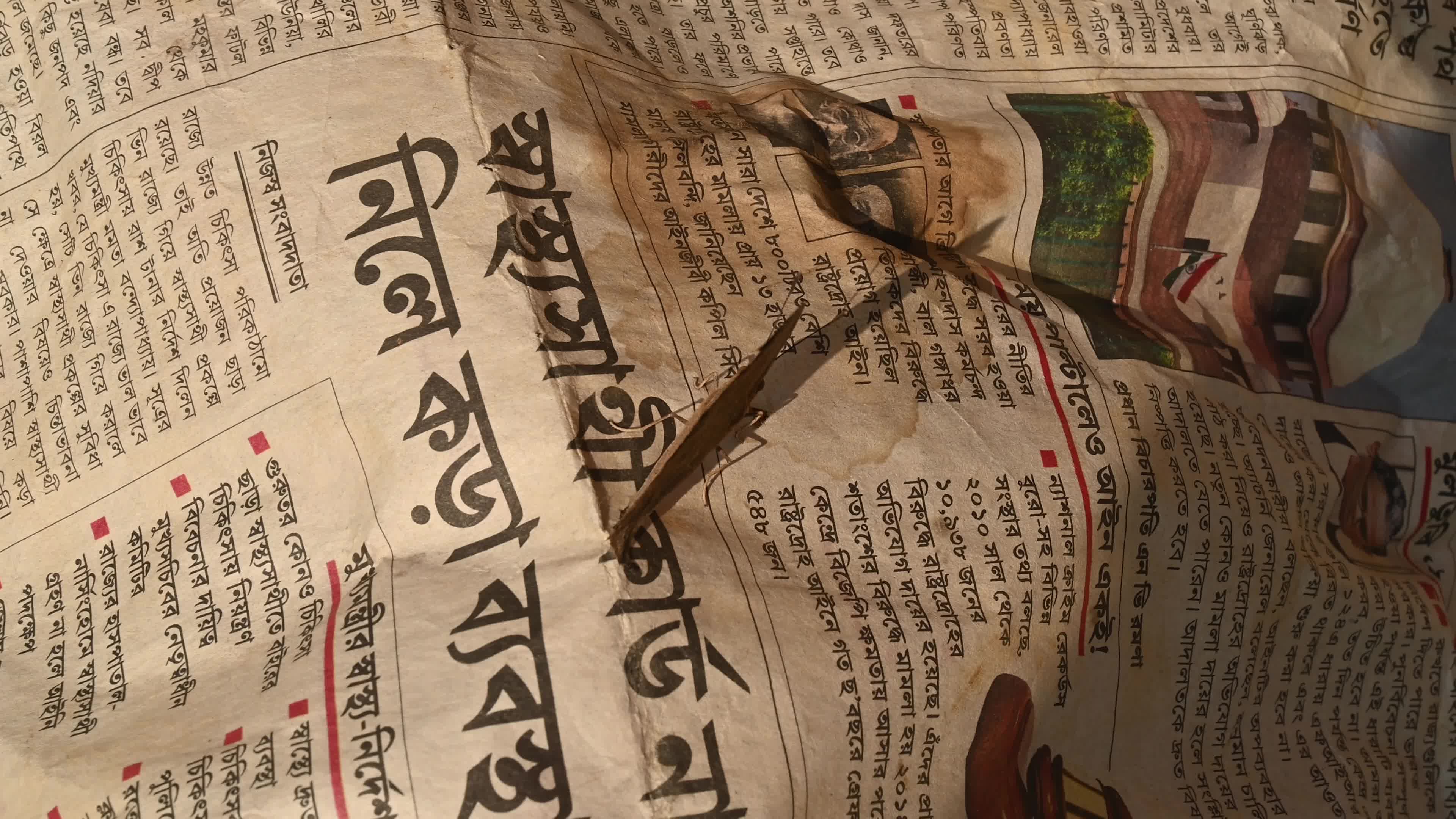 Peacock Pansy butterflies (Junonia almana) sitting on newspaper - Winter Season 