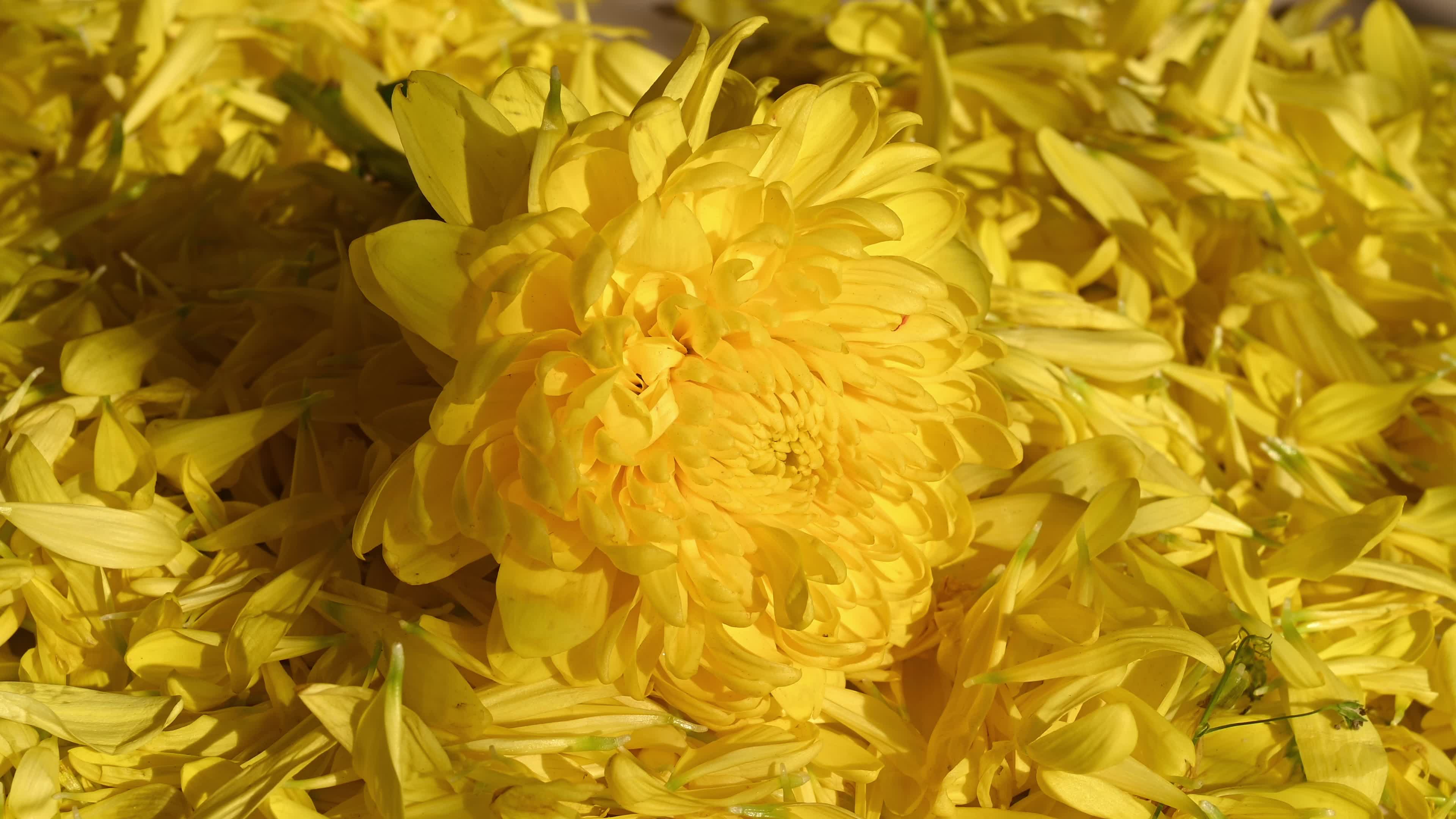 Yellow chrysanthemums - Rangoli - New year - 2026 