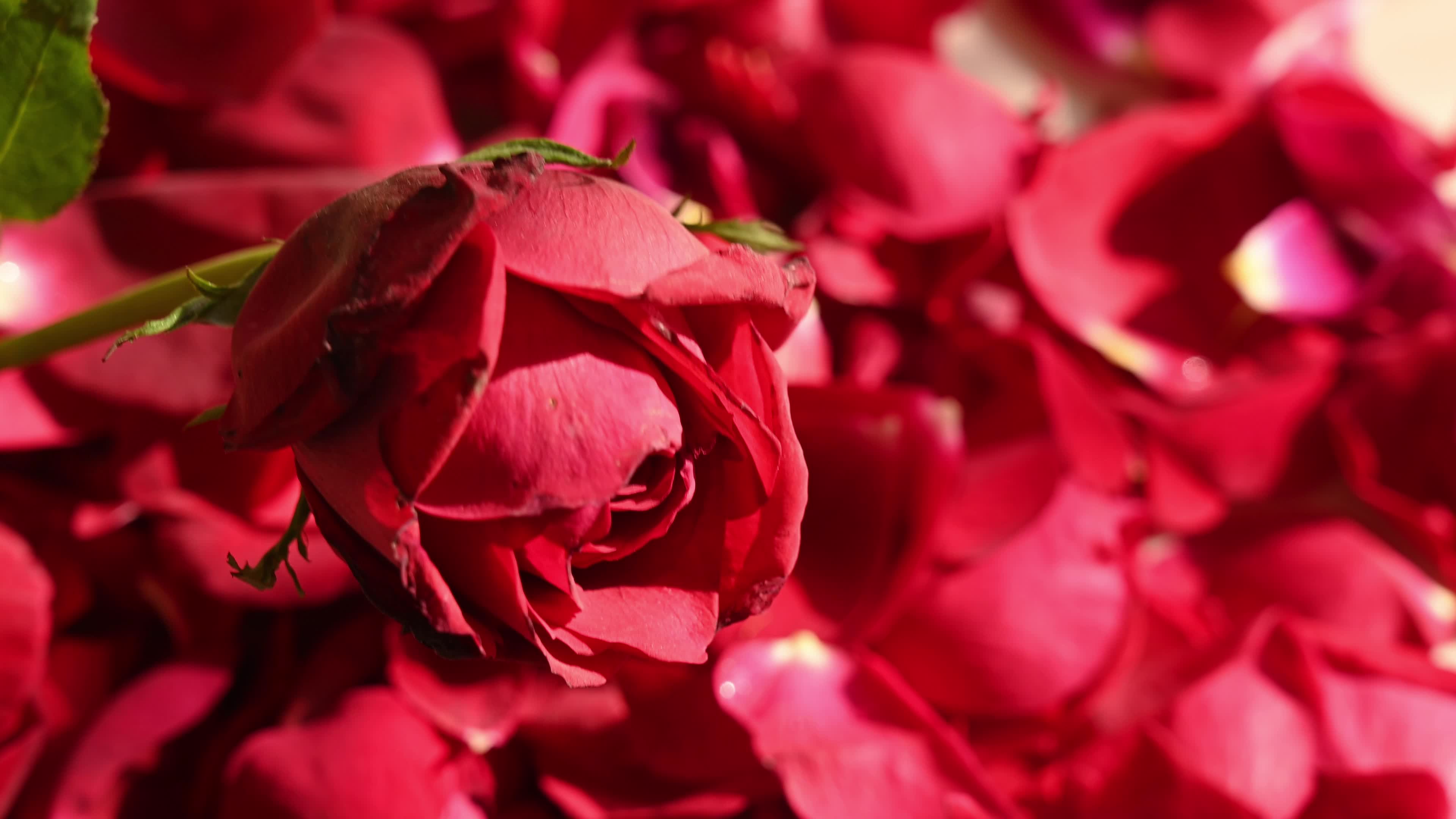 Red rose - Rangoli - New year - 2026 - Love 