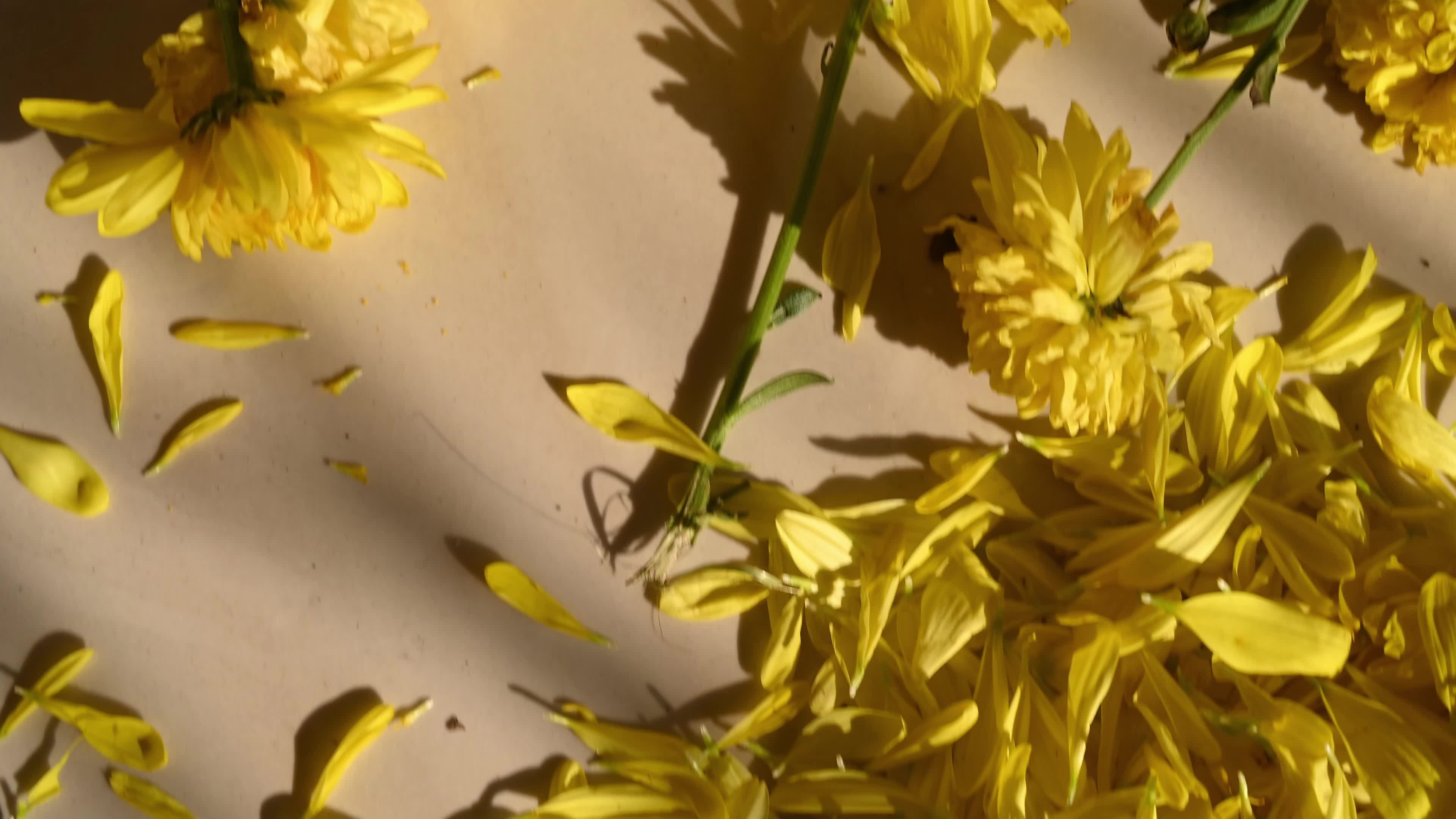 Yellow chrysanthemums - Rangoli - New year - 2026 