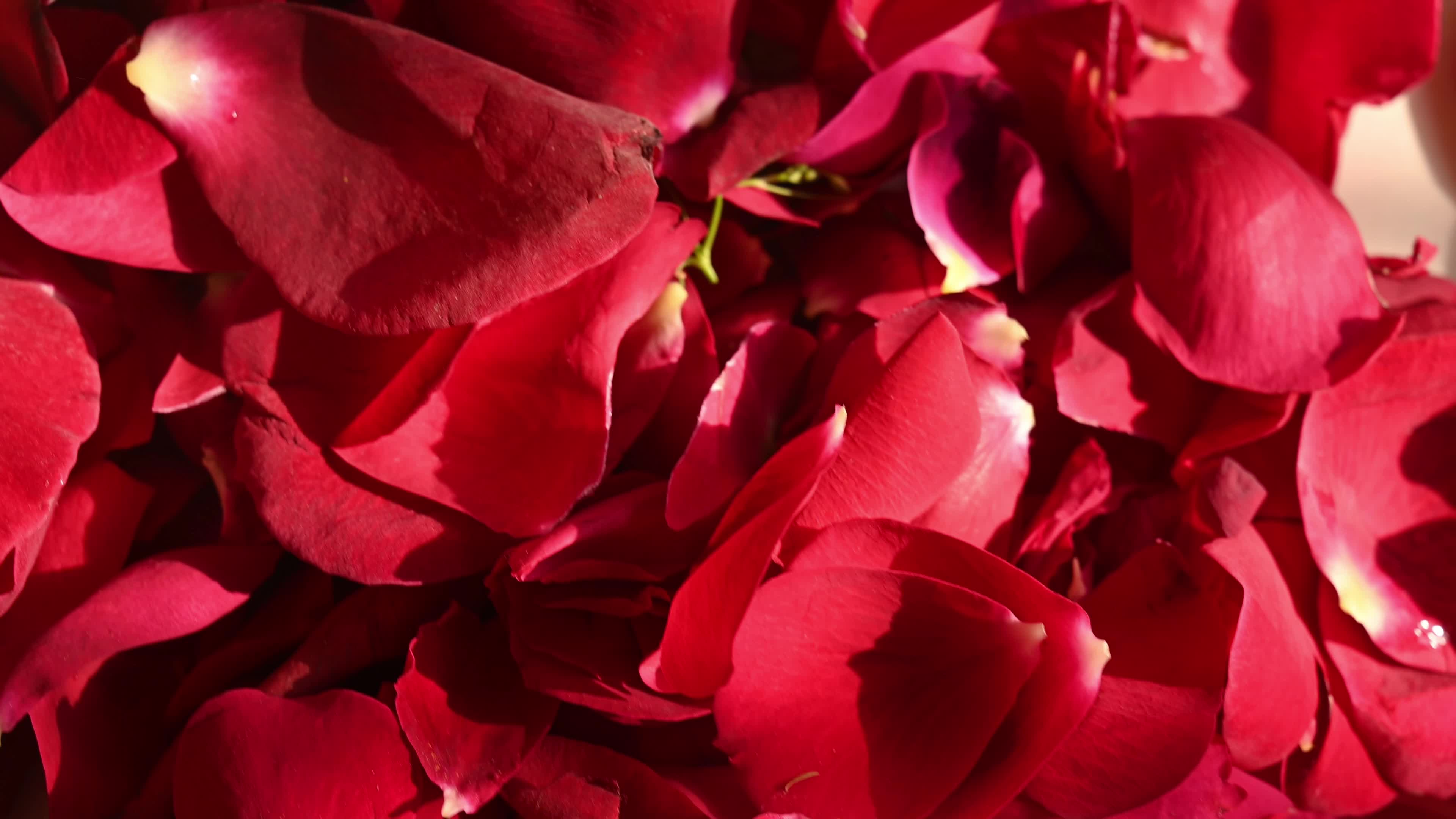 Red rose - Rangoli - New year - 2026 - Love 