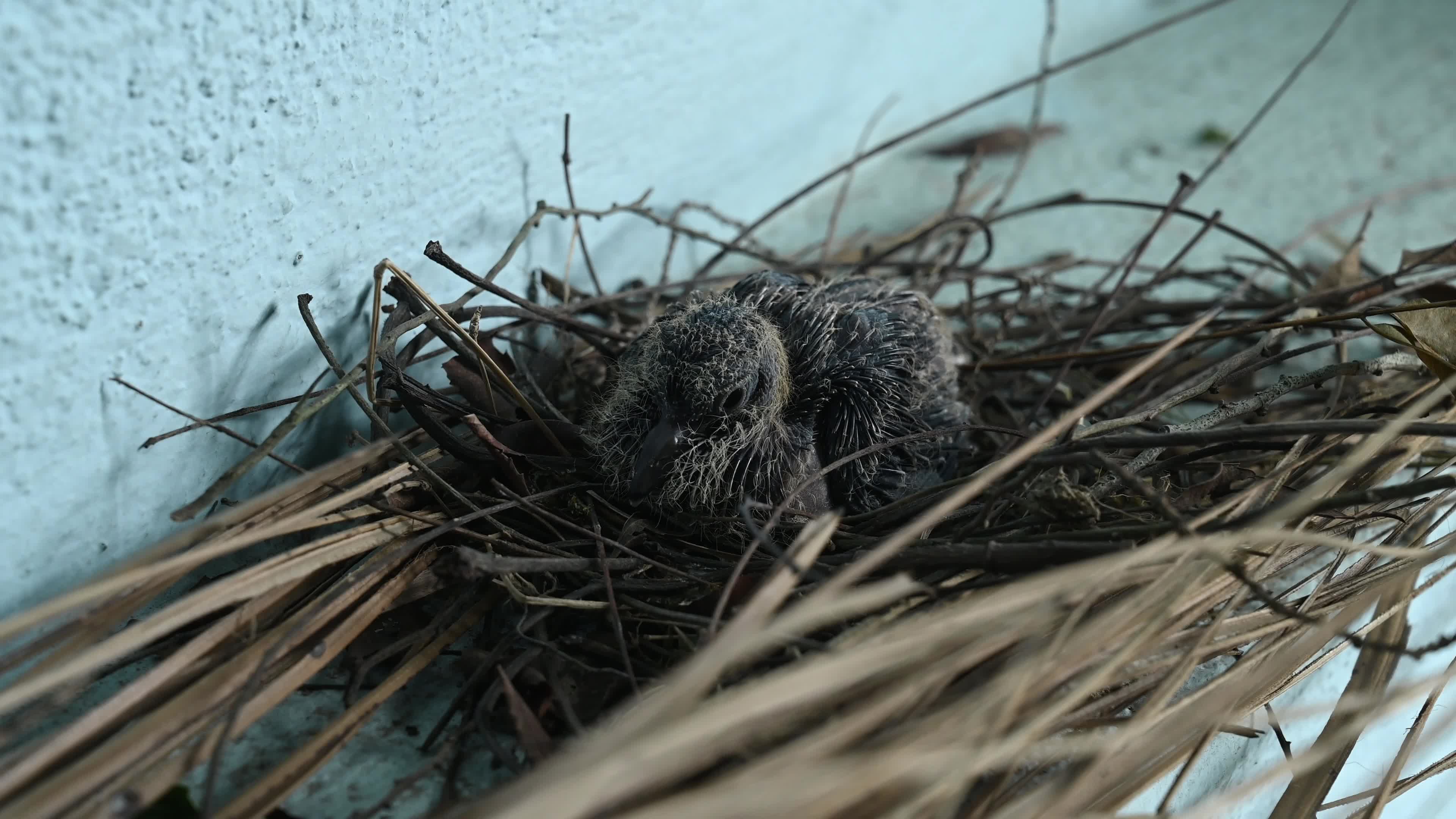 Spotted dove (Spilopelia chinensis) - Egg to Development 