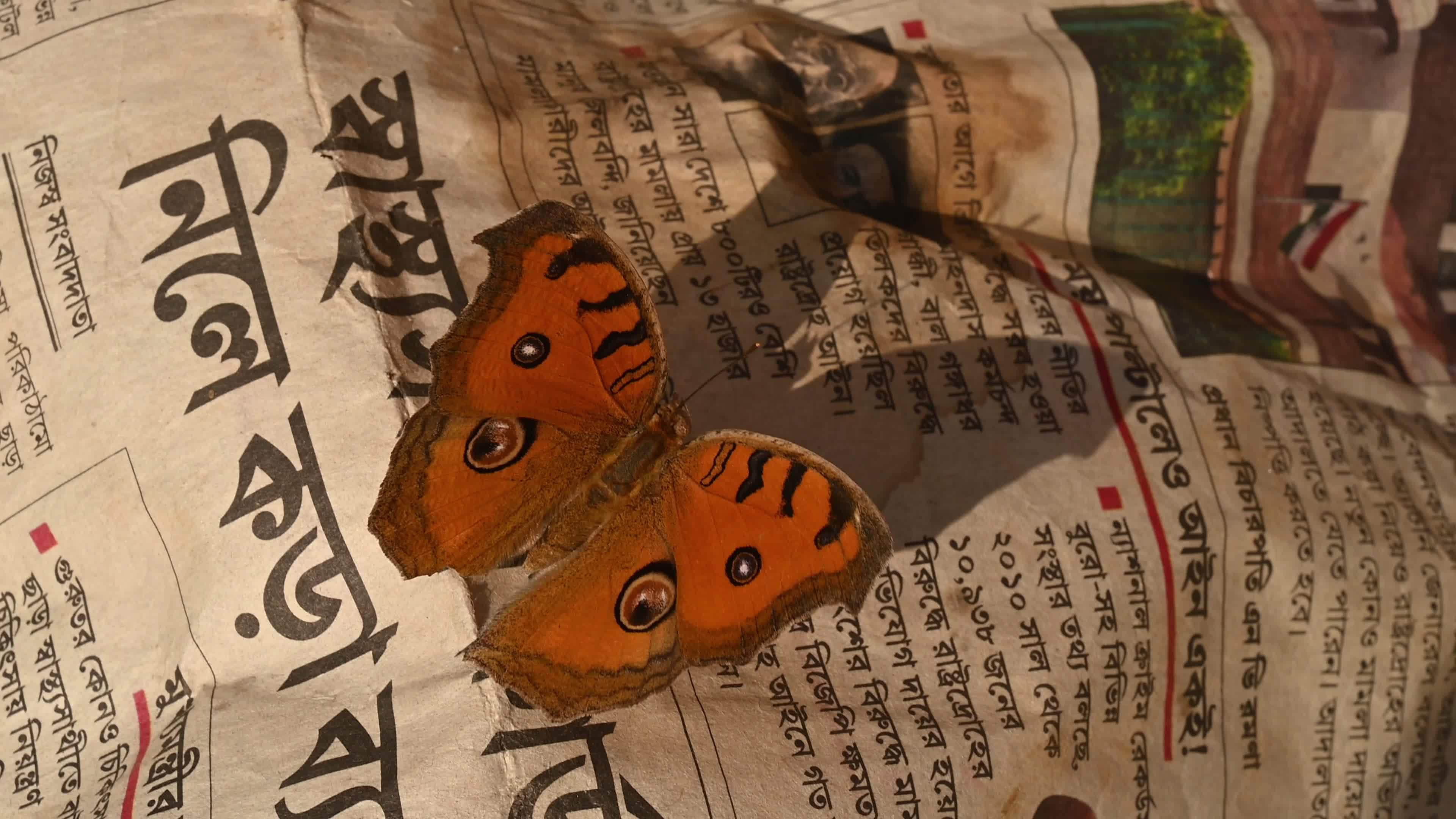 Peacock Pansy butterflies (Junonia almana) sitting on newspaper - Winter Season 