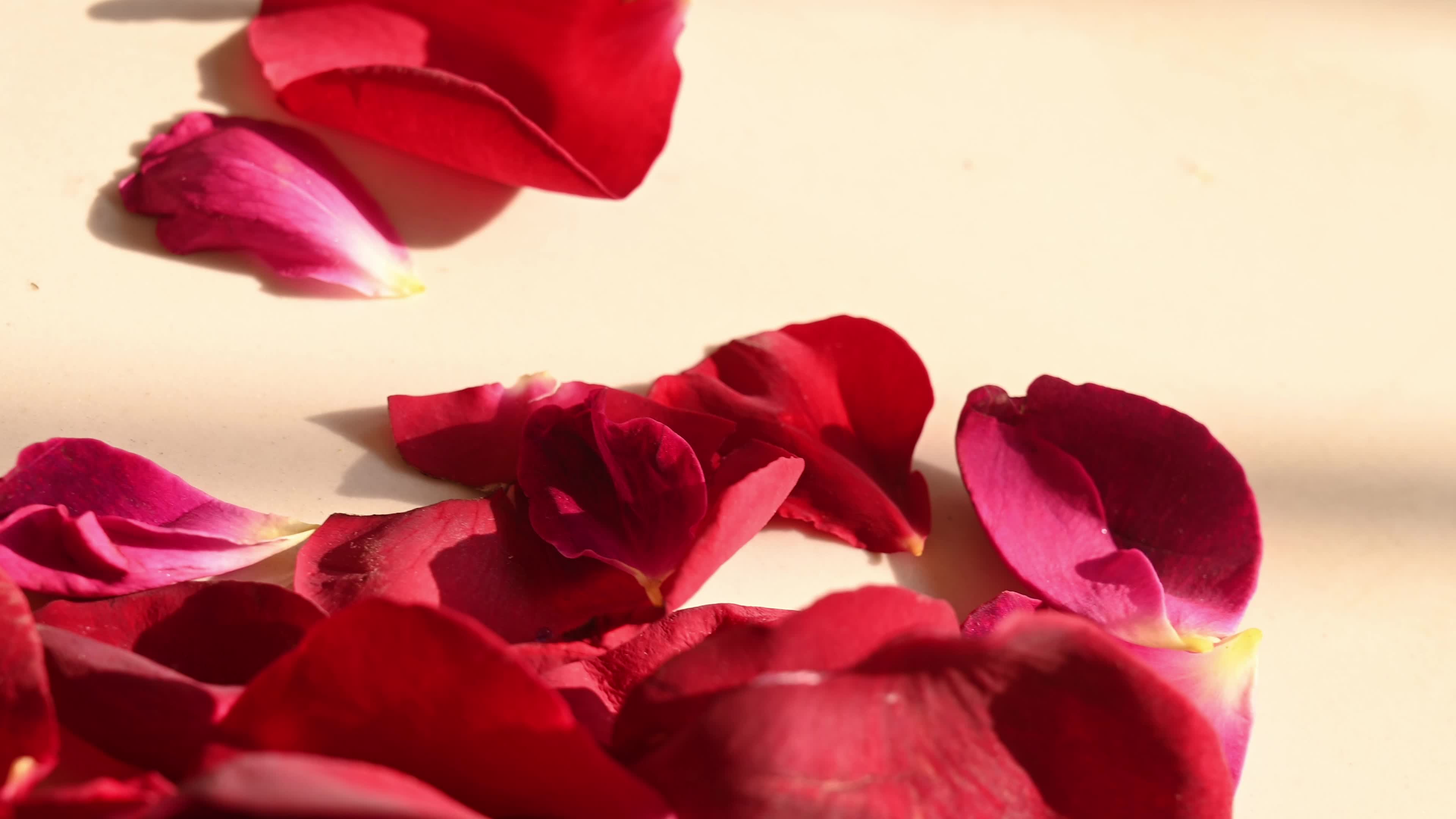 Red rose - Rangoli - New year - 2026 - Love 