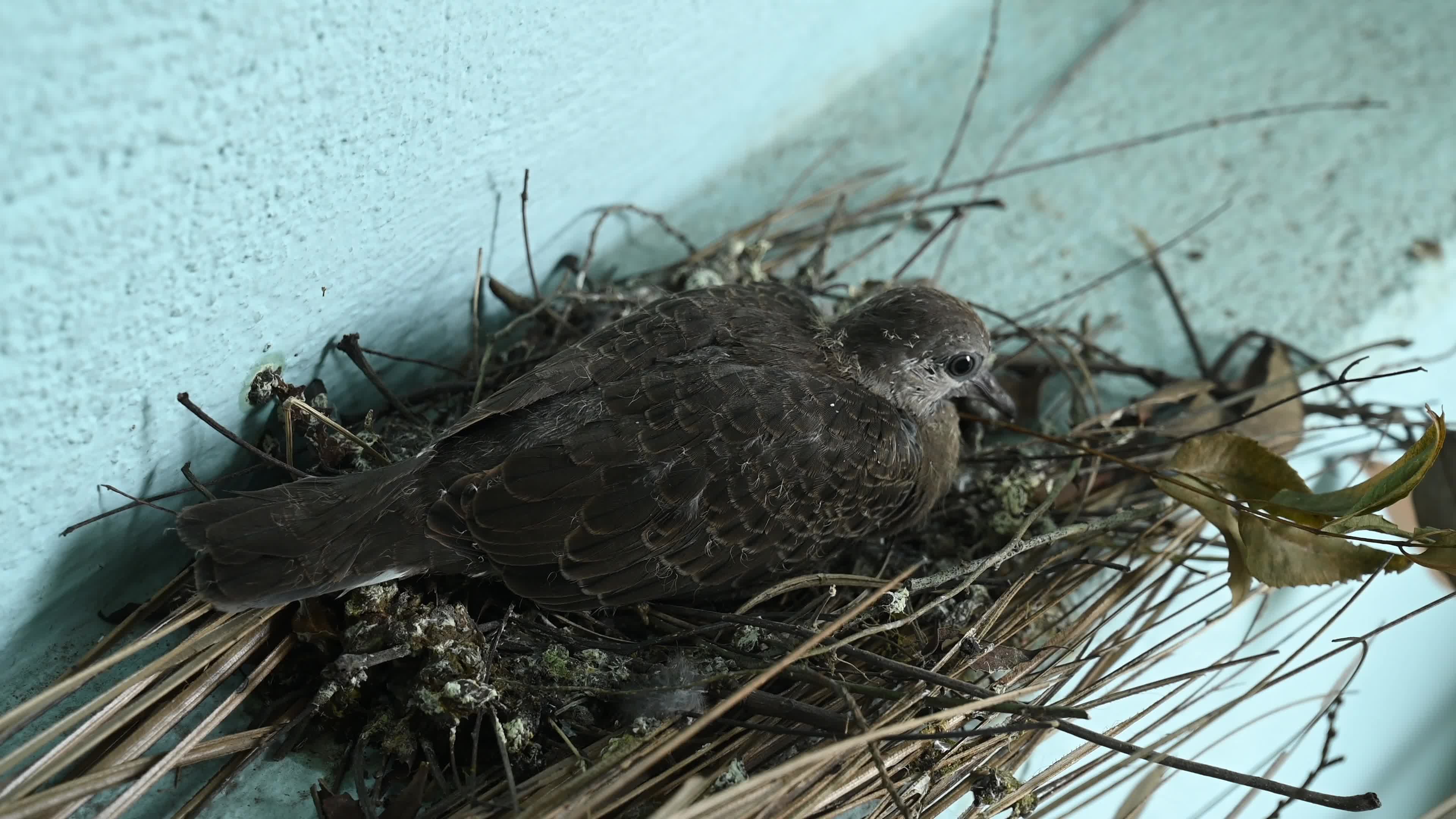 Spotted dove (Spilopelia chinensis) - Egg to Development 