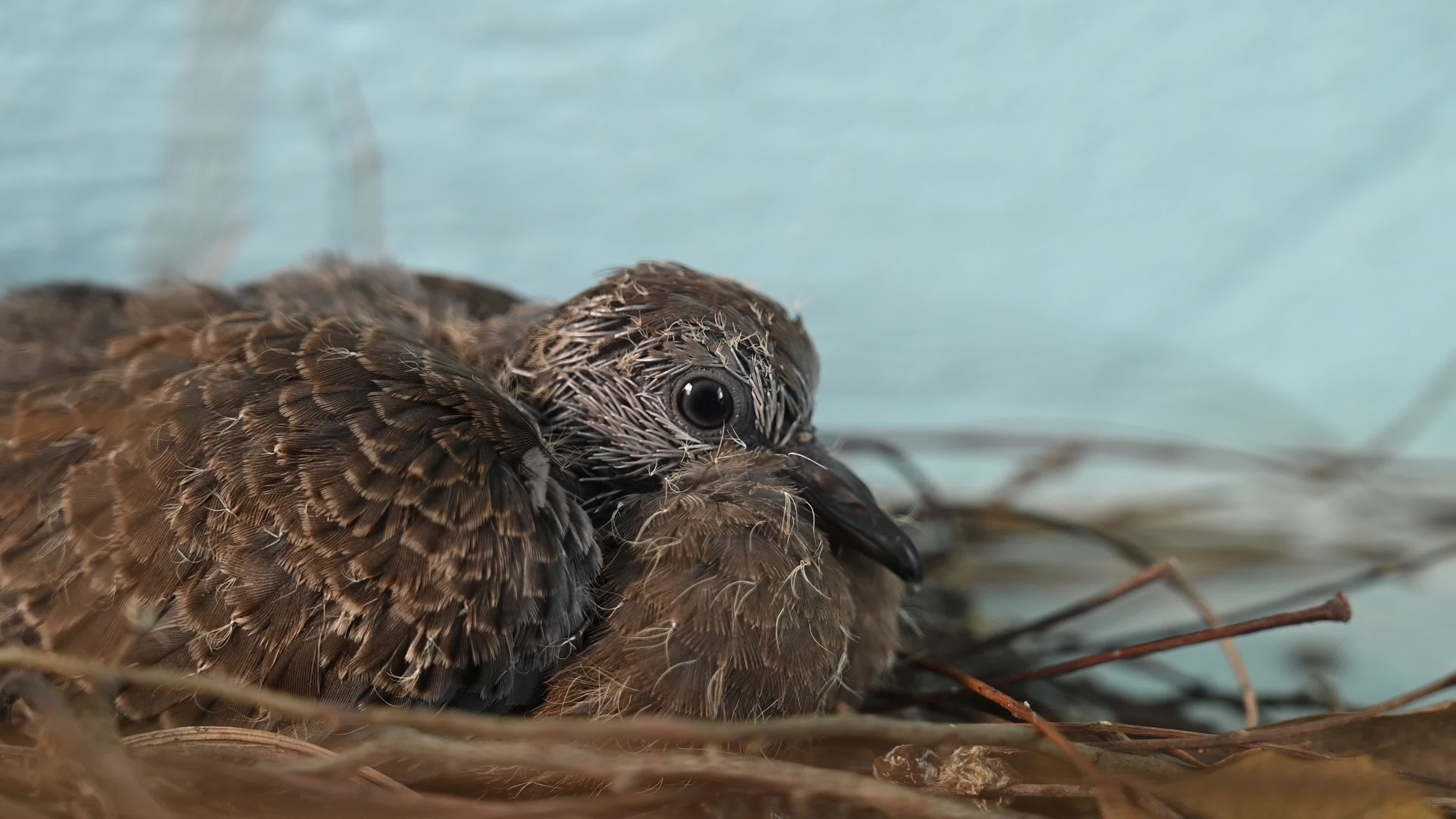 Spotted dove (Spilopelia chinensis) - Egg to Development 