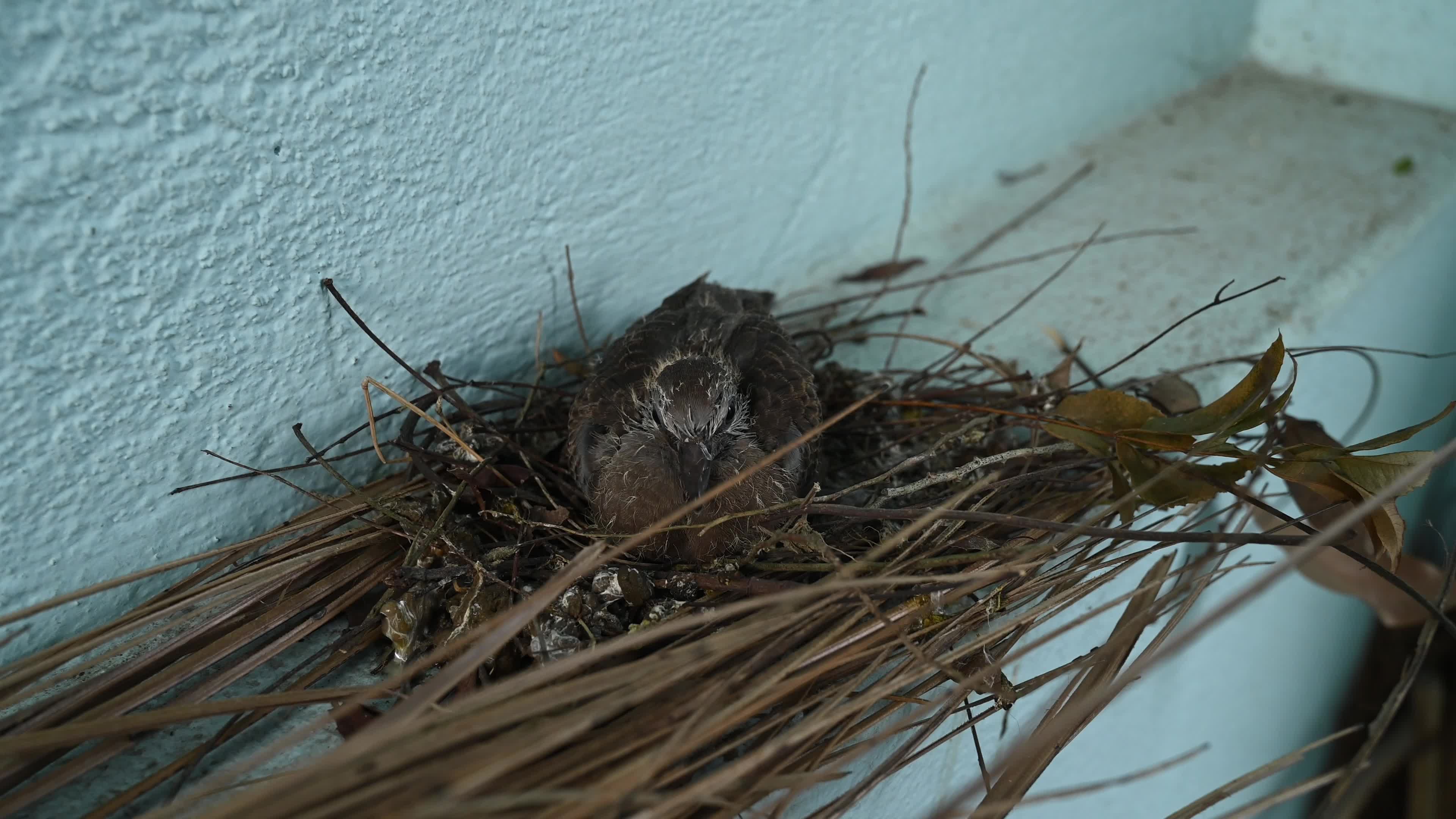 Spotted dove (Spilopelia chinensis) - Egg to Development 