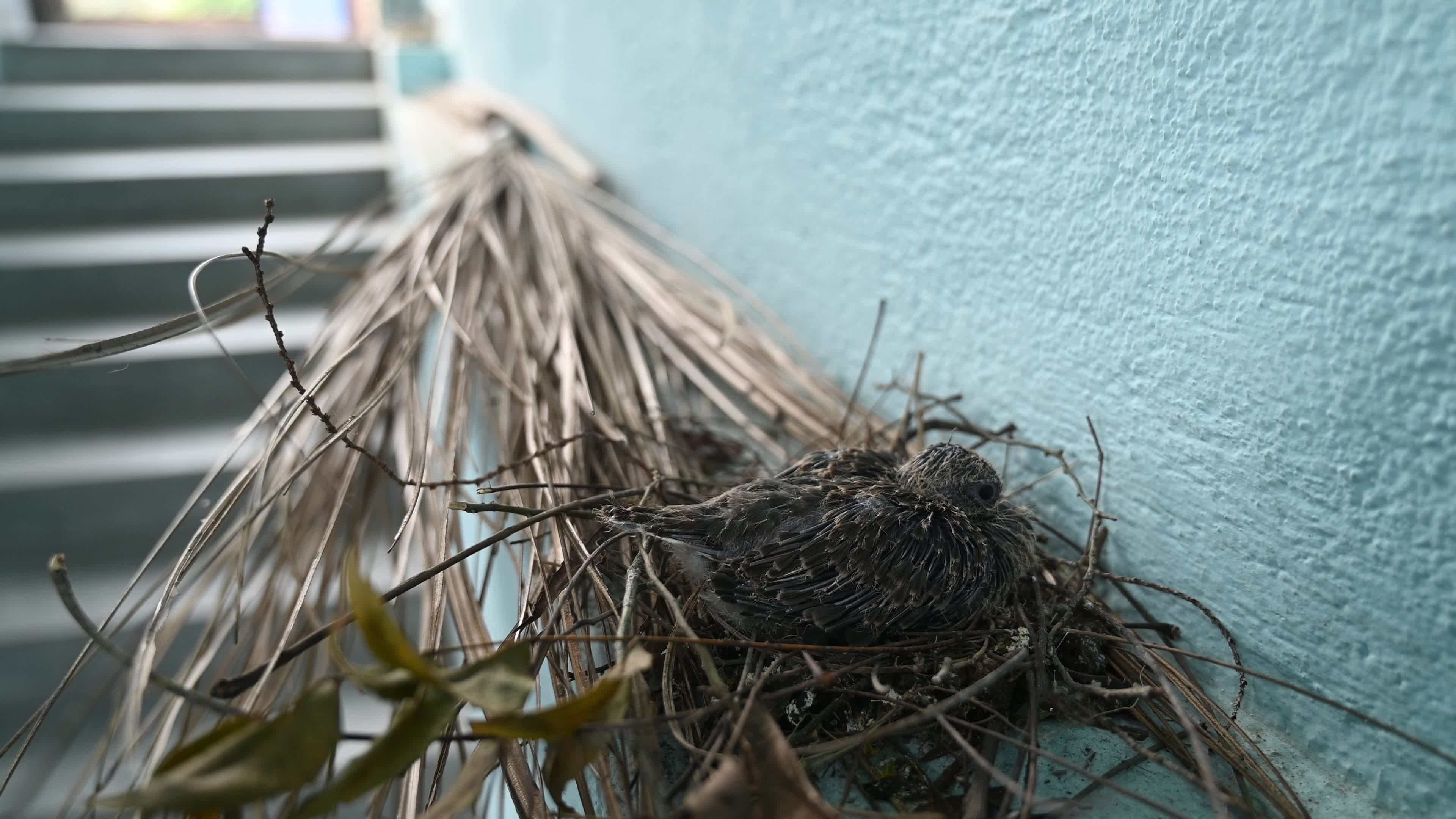 Spotted dove (Spilopelia chinensis) - Egg to Development 