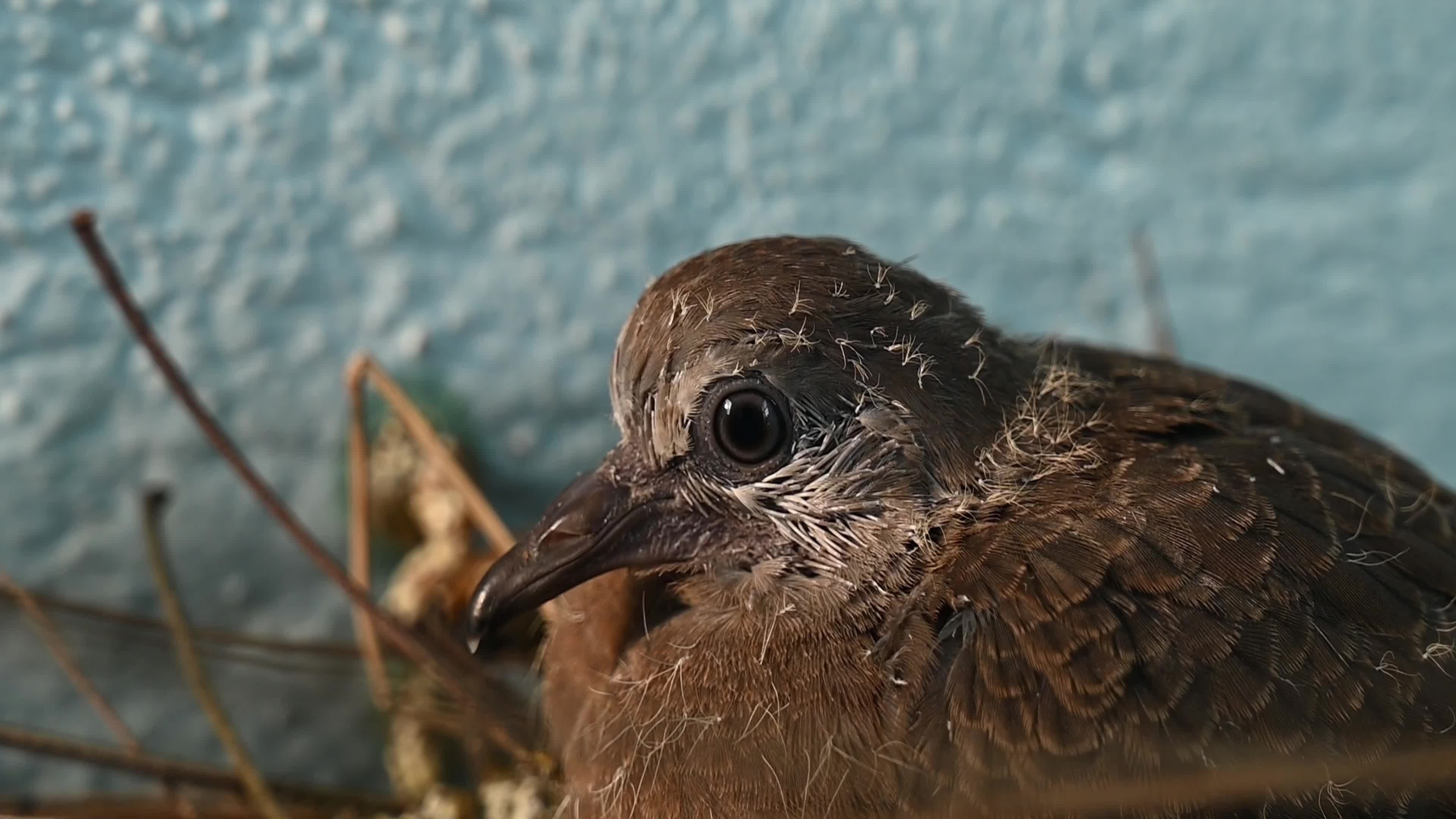 Spotted dove (Spilopelia chinensis) - Egg to Development 