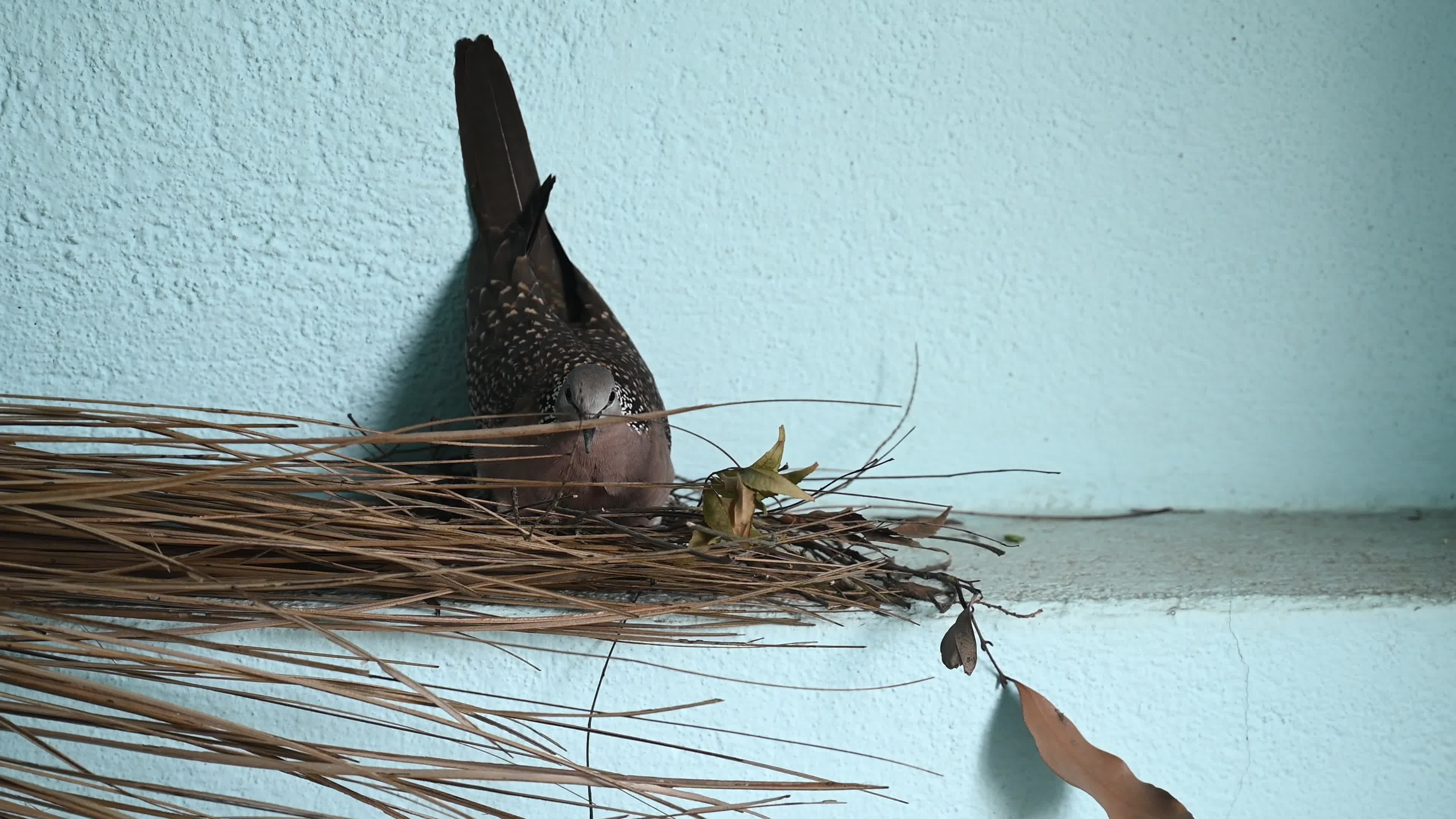 Spotted dove (Spilopelia chinensis) - Egg to Development 
