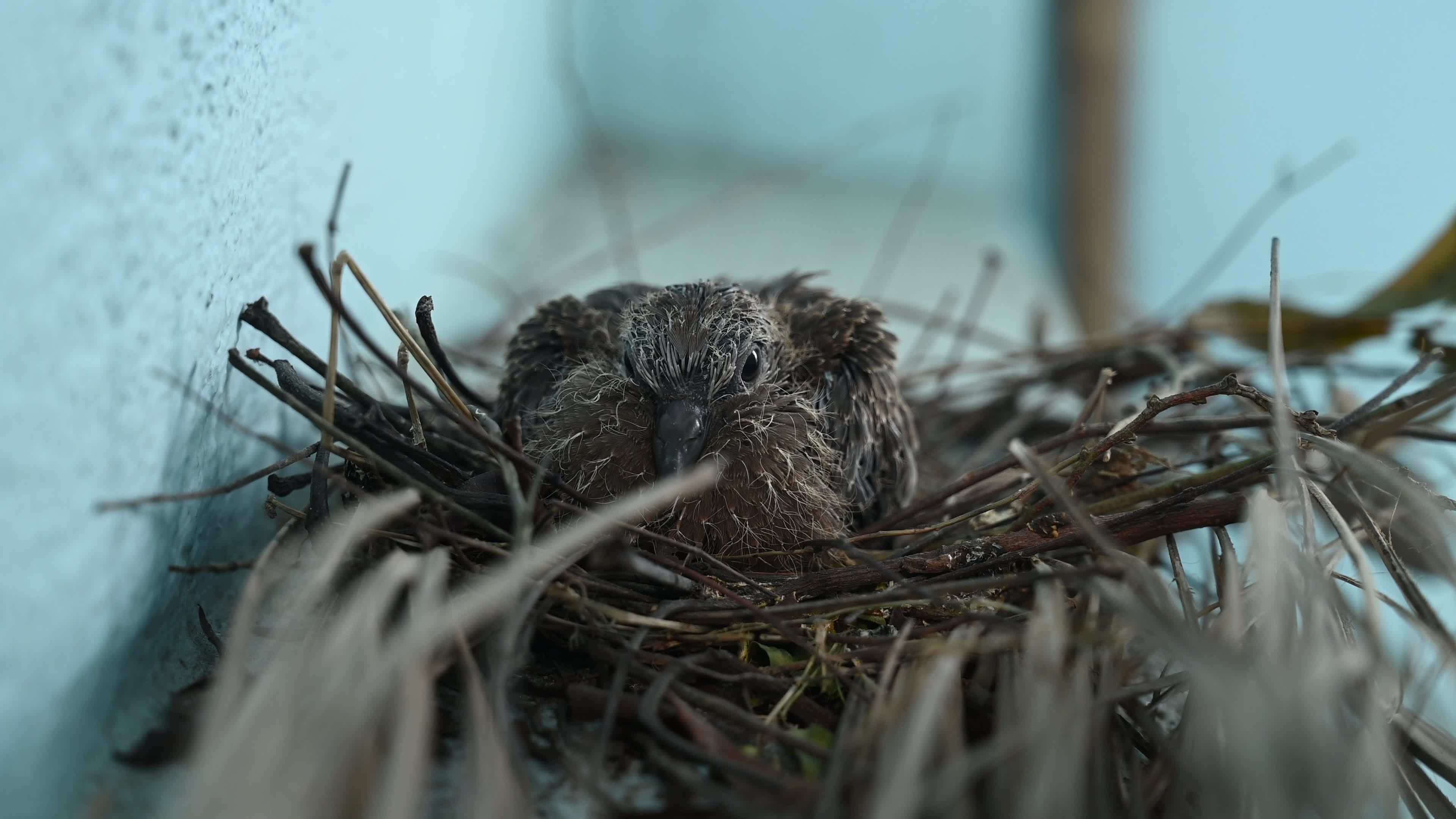 Spotted dove (Spilopelia chinensis) - Egg to Development 