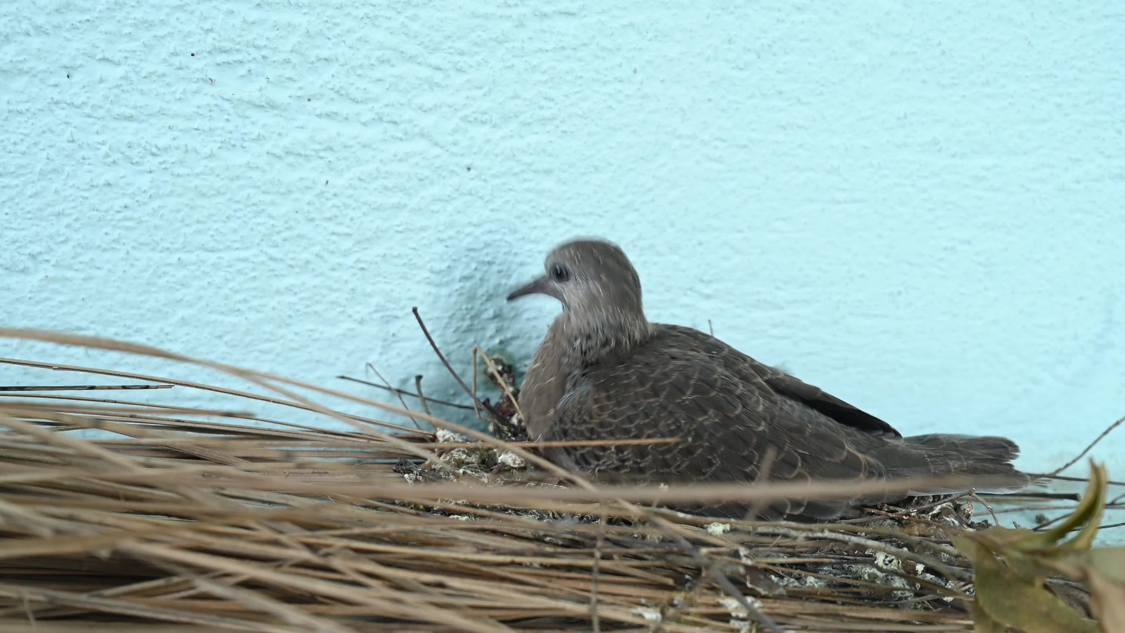 Spotted dove (Spilopelia chinensis) - Egg to Development 