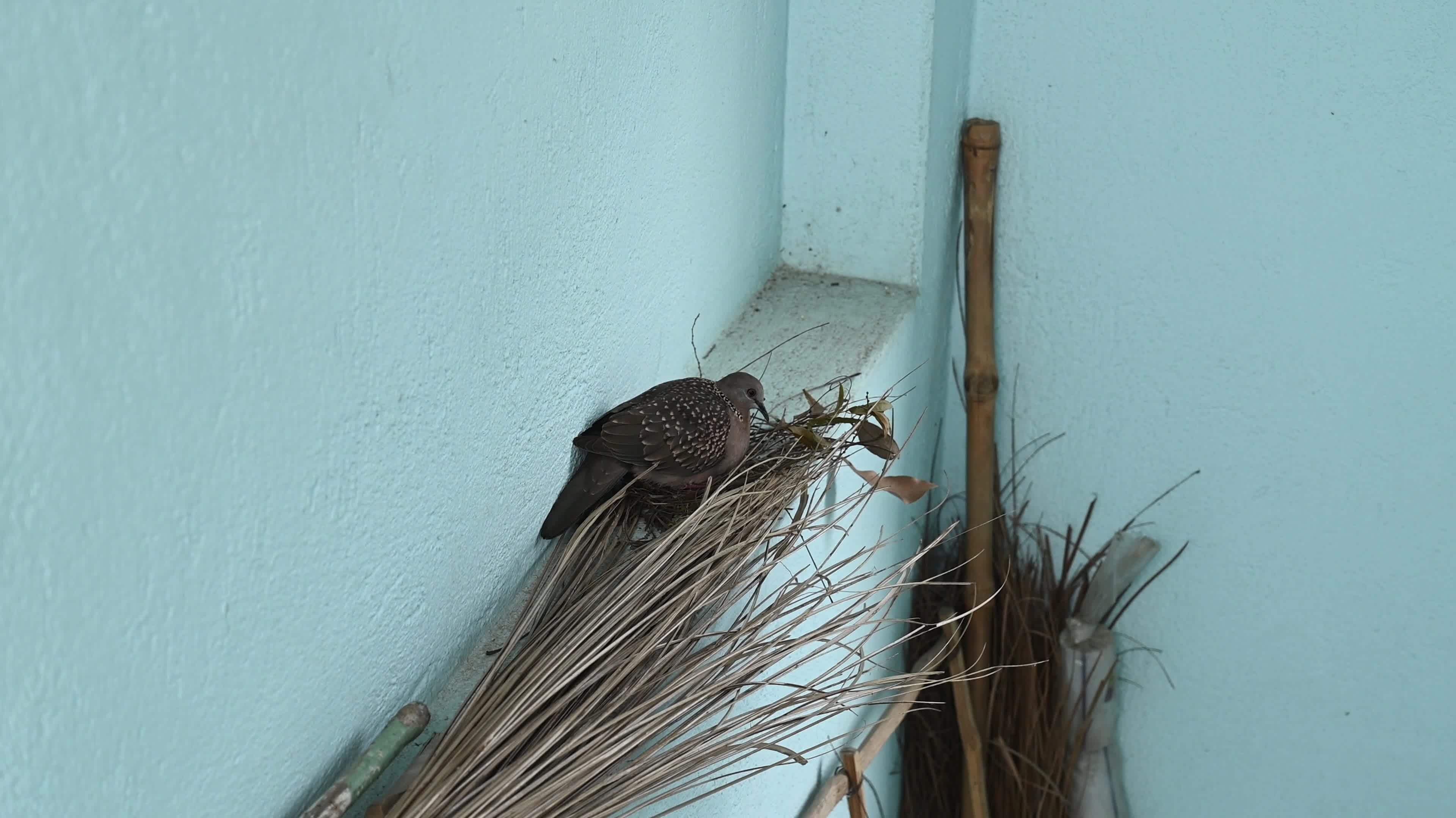 Spotted dove (Spilopelia chinensis) - Egg to Development 