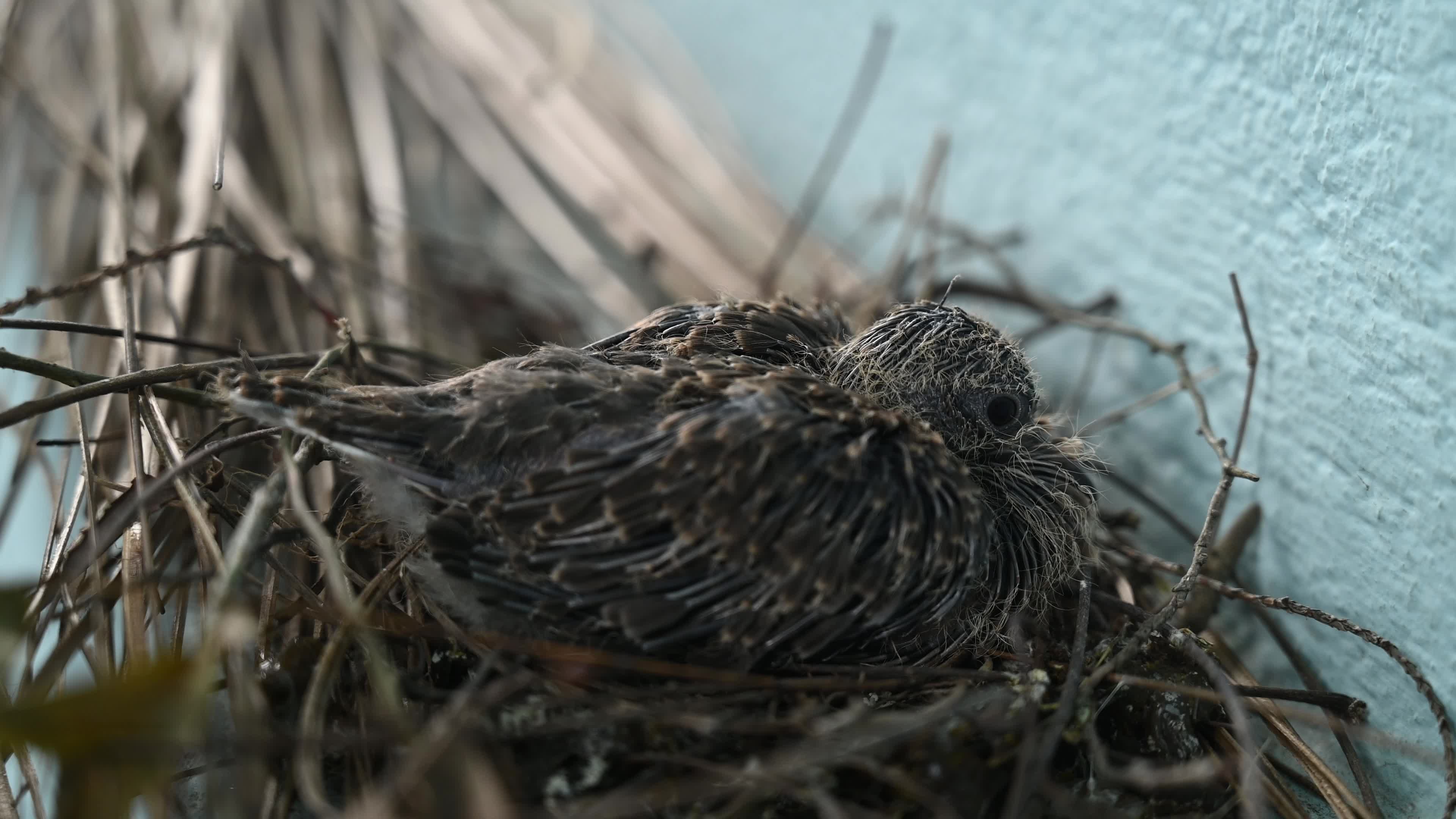 Spotted dove (Spilopelia chinensis) - Egg to Development 