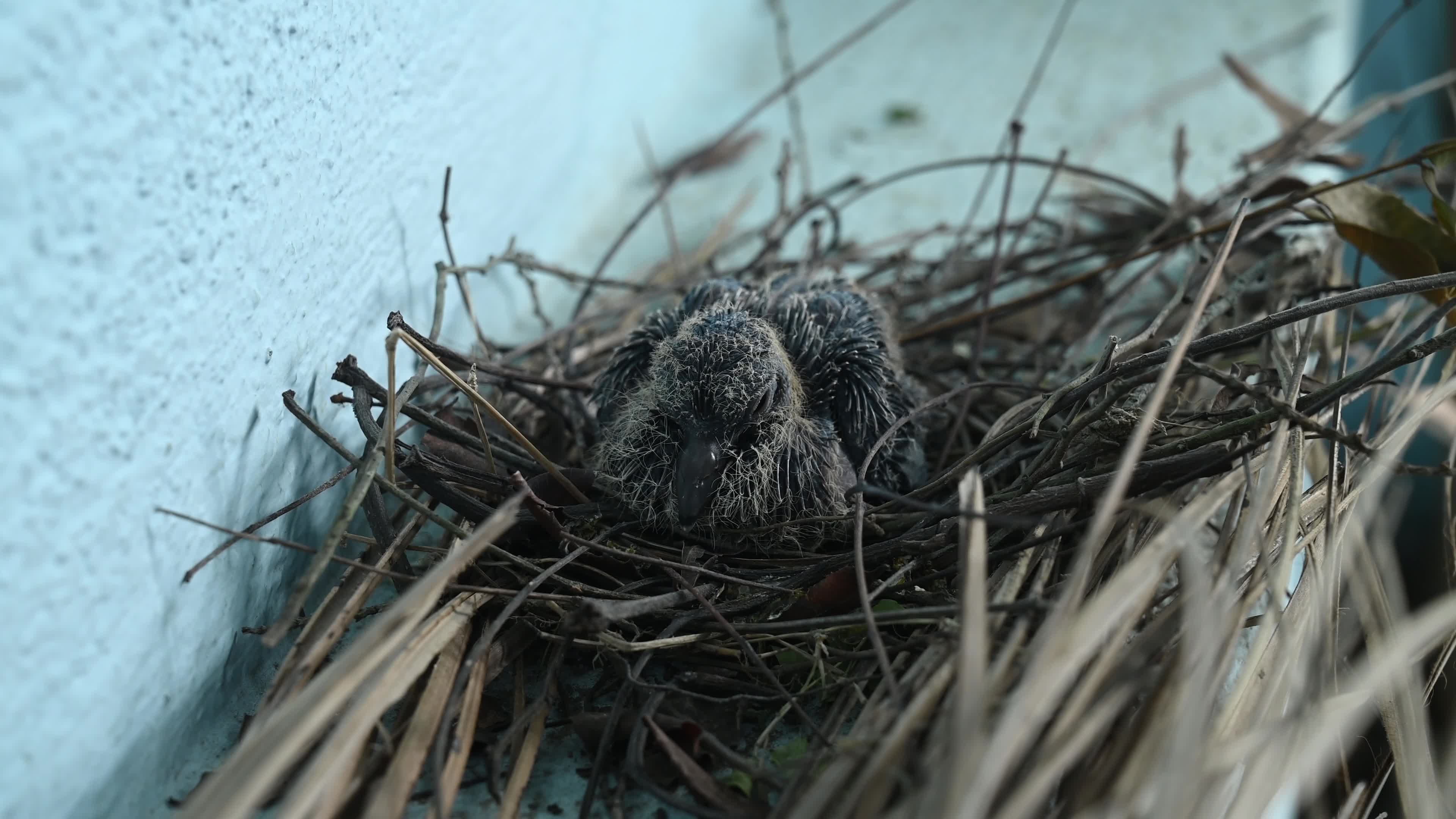 Spotted dove (Spilopelia chinensis) - Egg to Development 