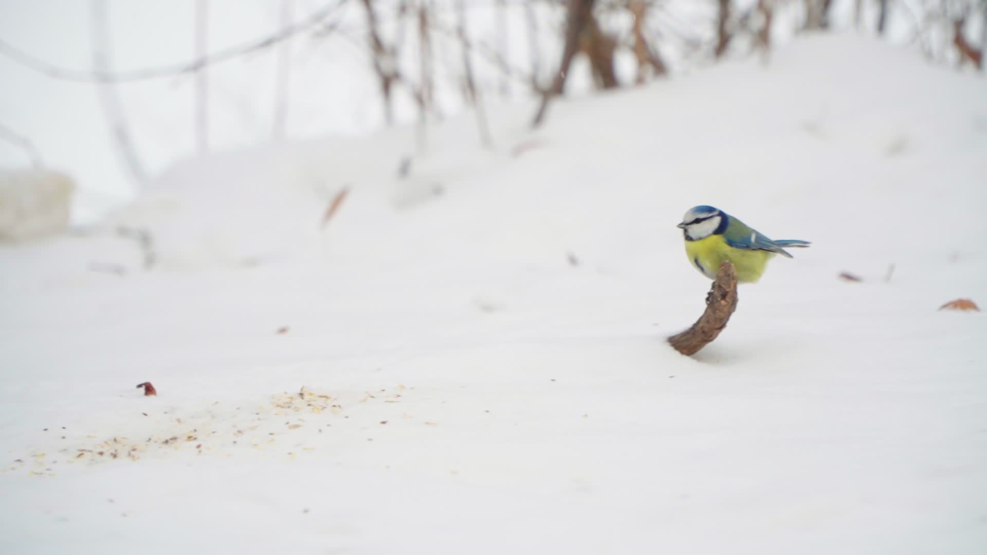Birds gather food after heavy snowfall in Warsaw