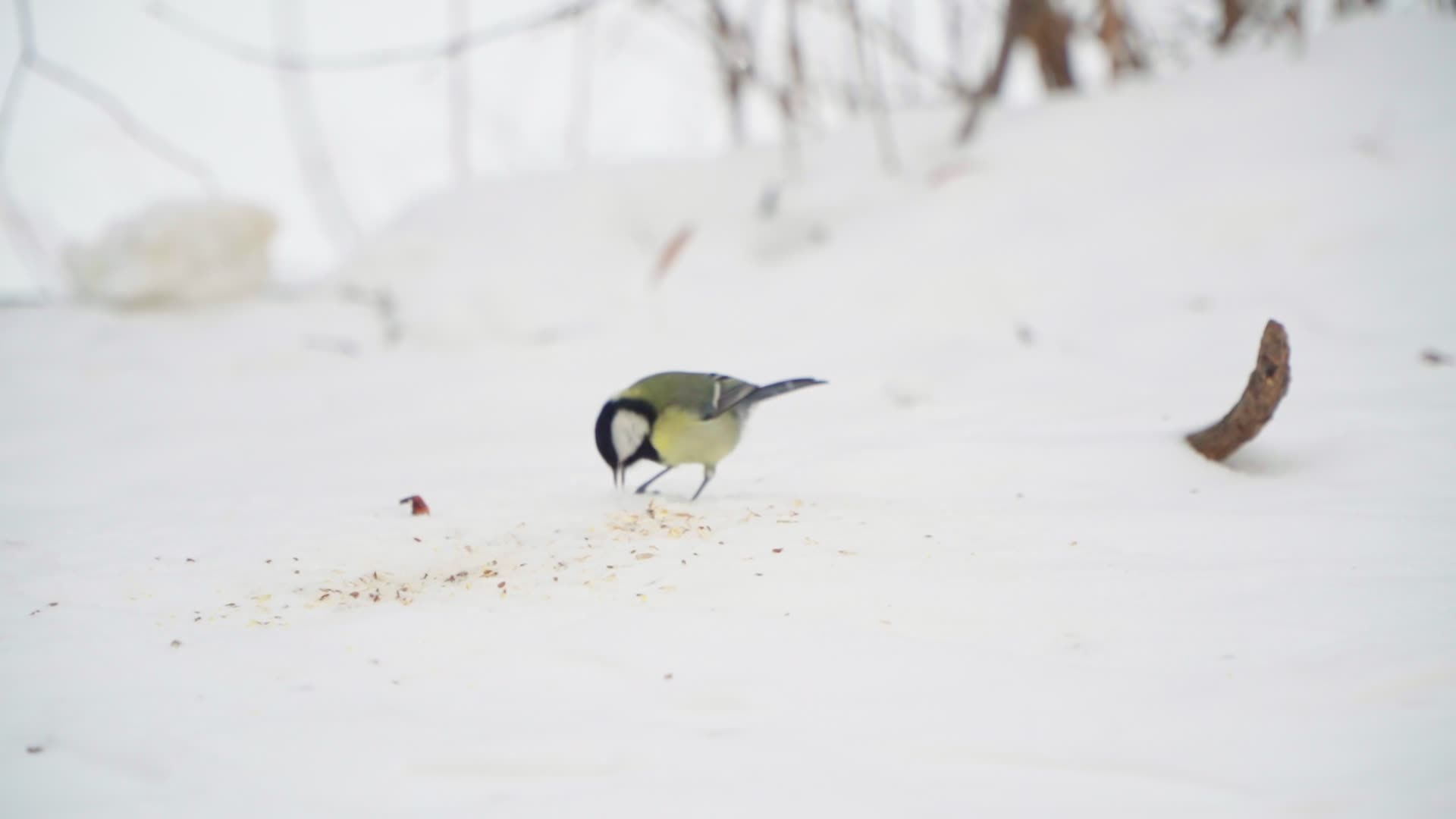 Birds gather food after heavy snowfall in Warsaw