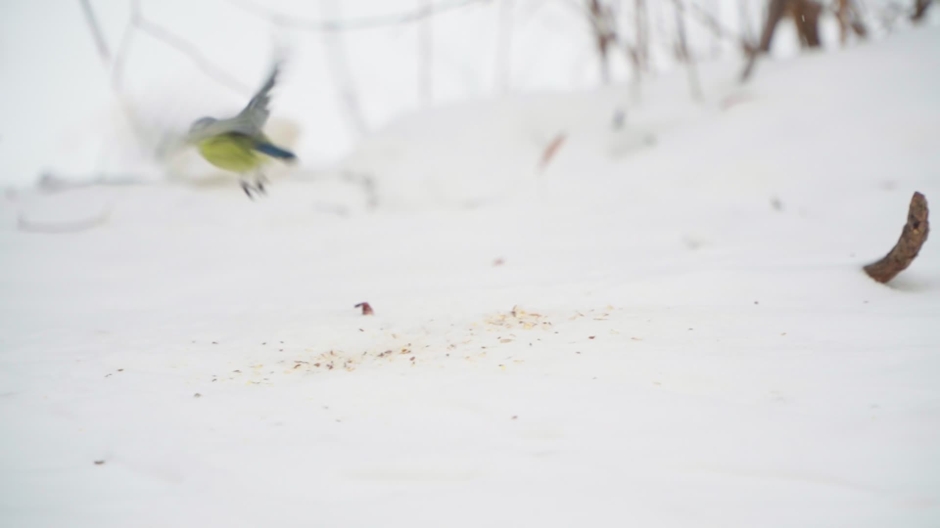 Birds gather food after heavy snowfall in Warsaw