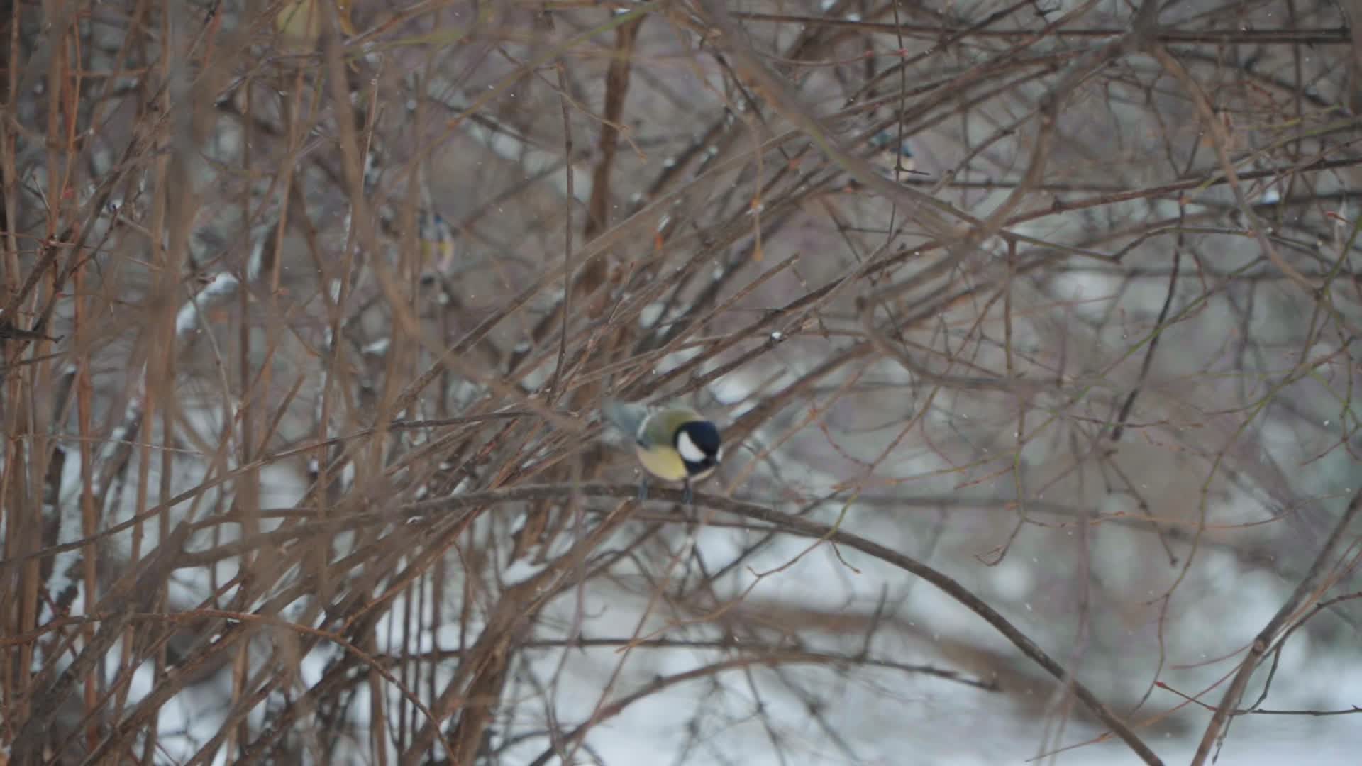 Birds gather food after heavy snowfall in Warsaw