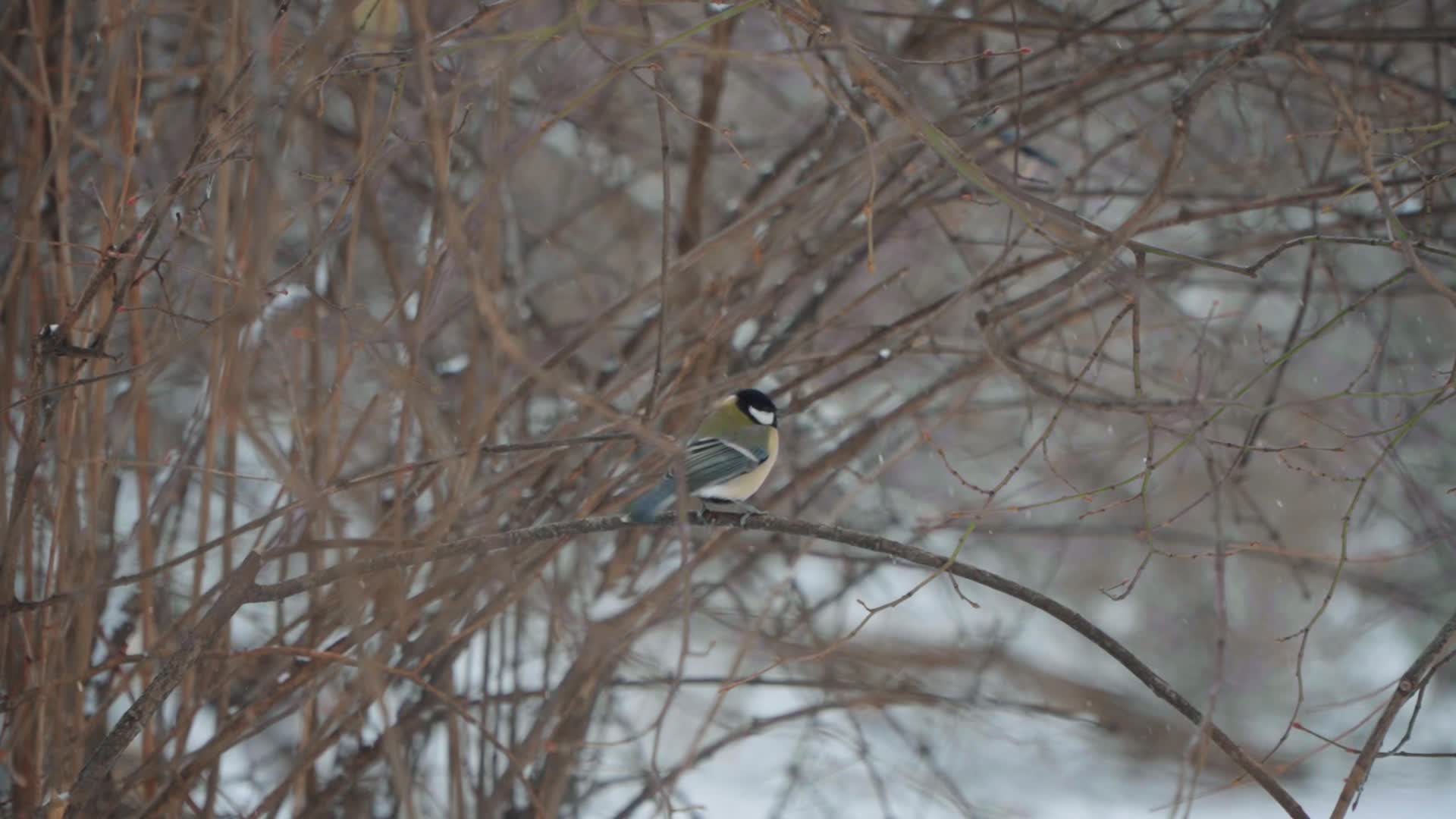 Birds gather food after heavy snowfall in Warsaw