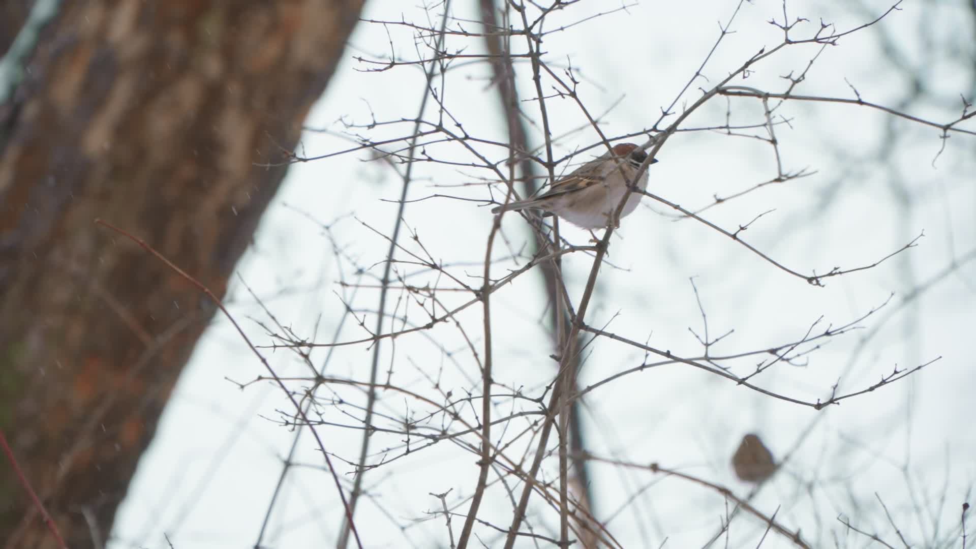 Birds gather food after heavy snowfall in Warsaw