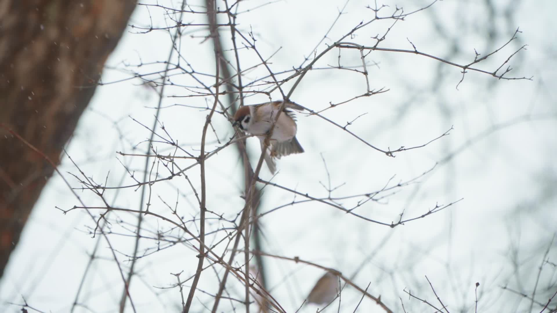 Birds gather food after heavy snowfall in Warsaw