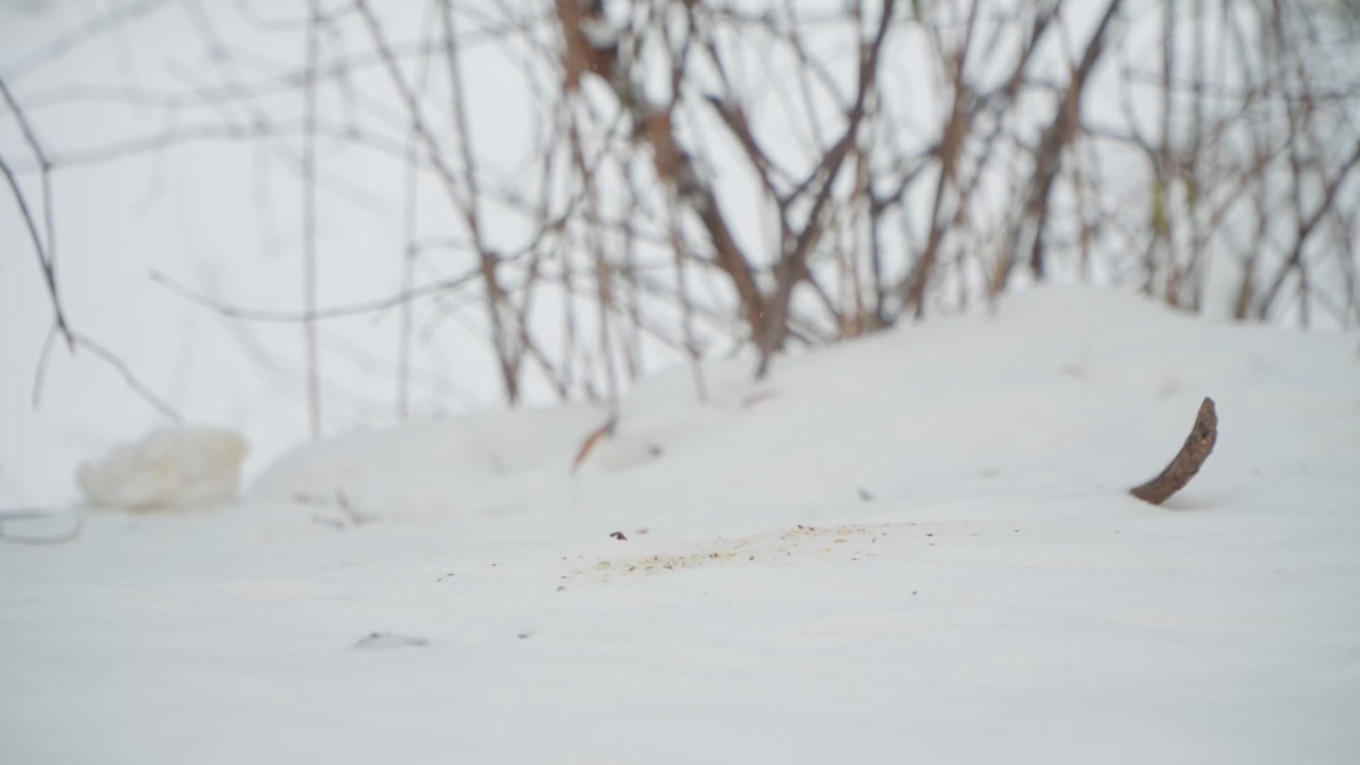Birds gather food after heavy snowfall in Warsaw